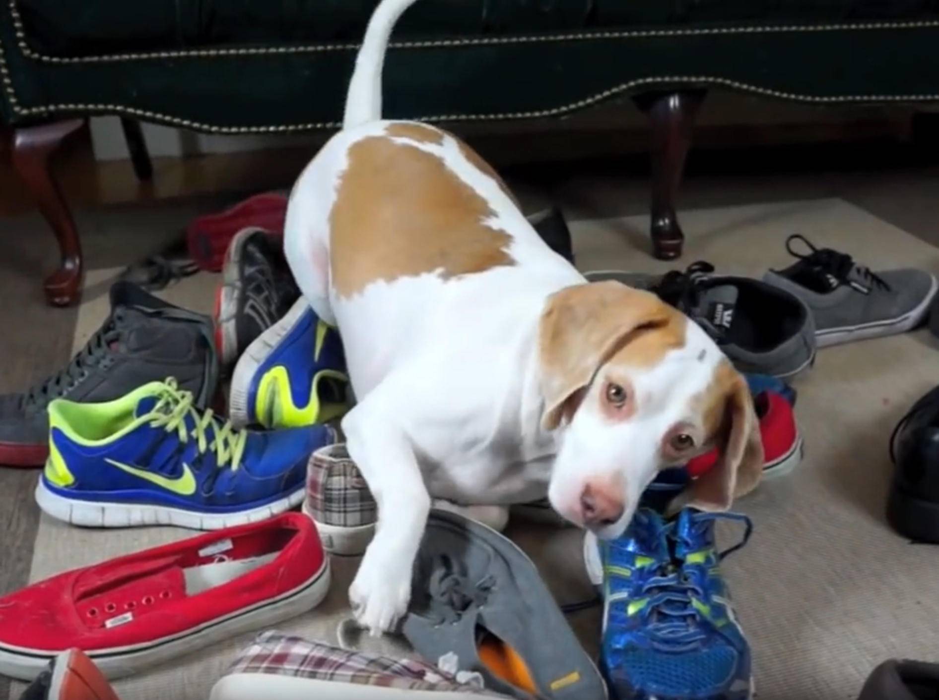 Frecher Beagle Maymo beschnuppert liebend gern Schuhe – YouTube / Maymo