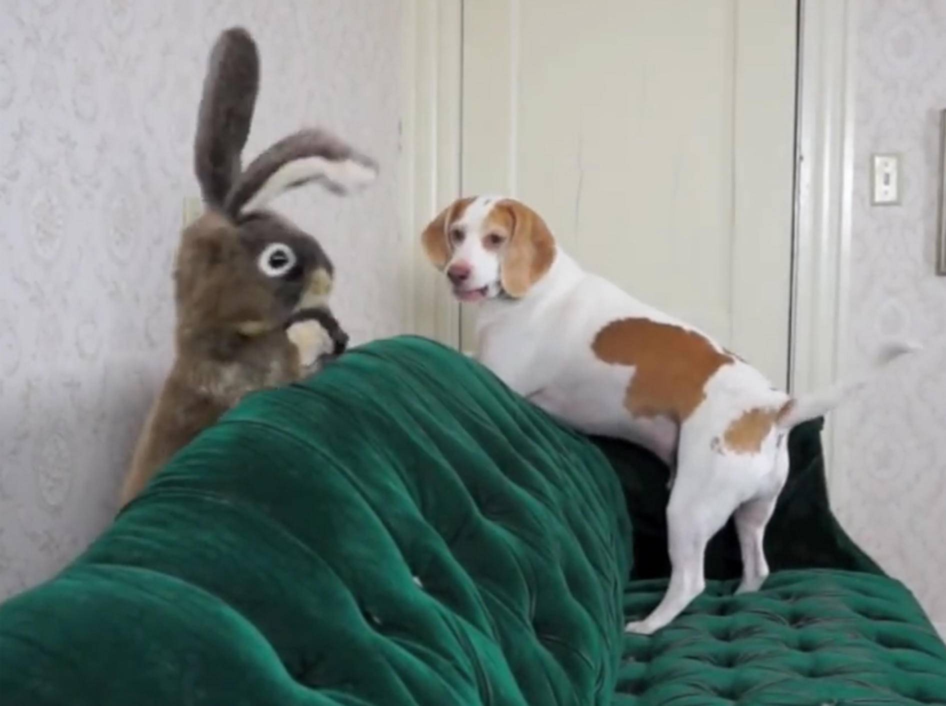 Beagle Maymo und Penny vs. flauschiger Stoffhase – YouTube / Maymo