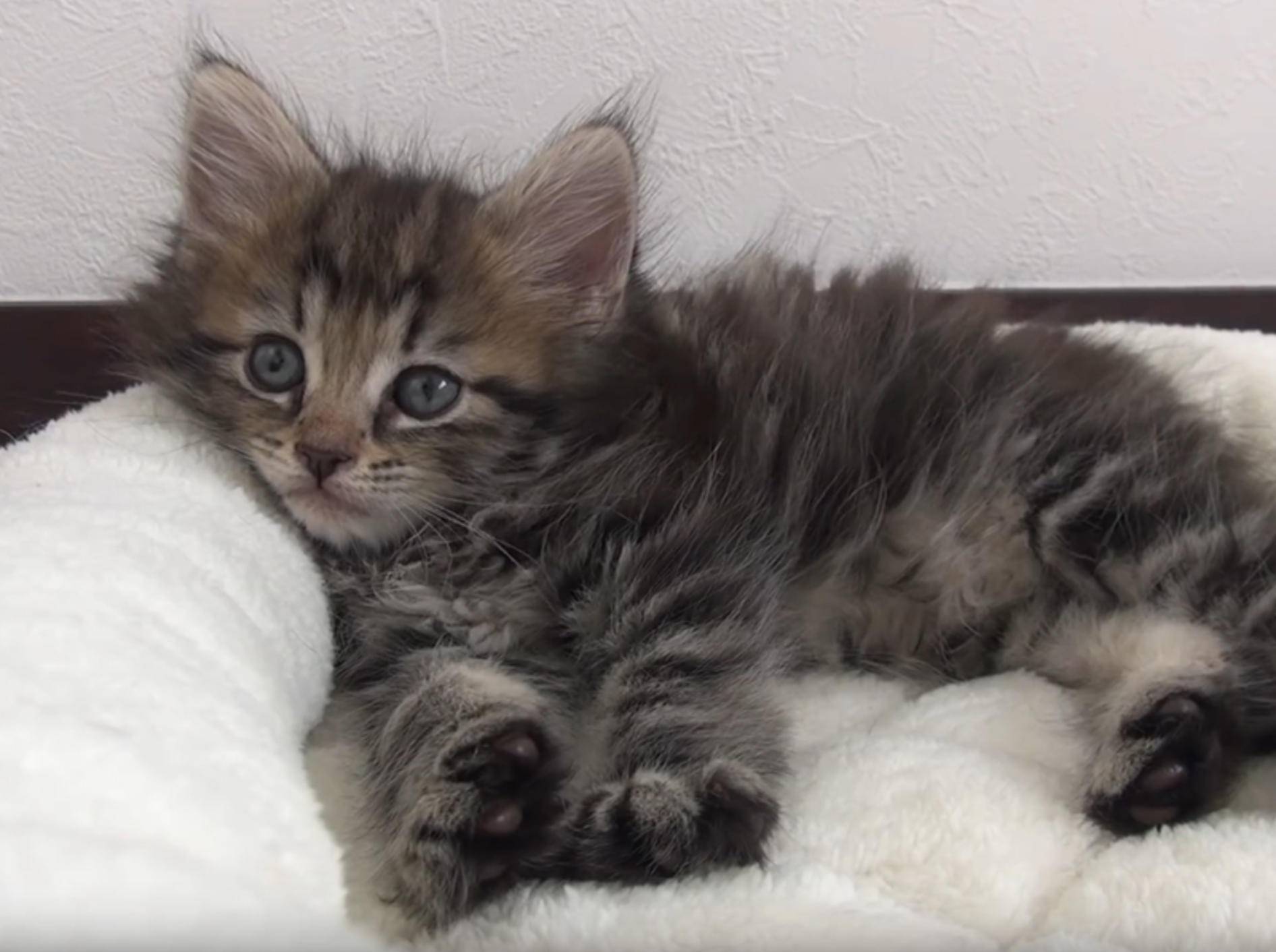 Kätzchen Osamu ist ganz schön groß geworden – YouTube / 10 Cats.