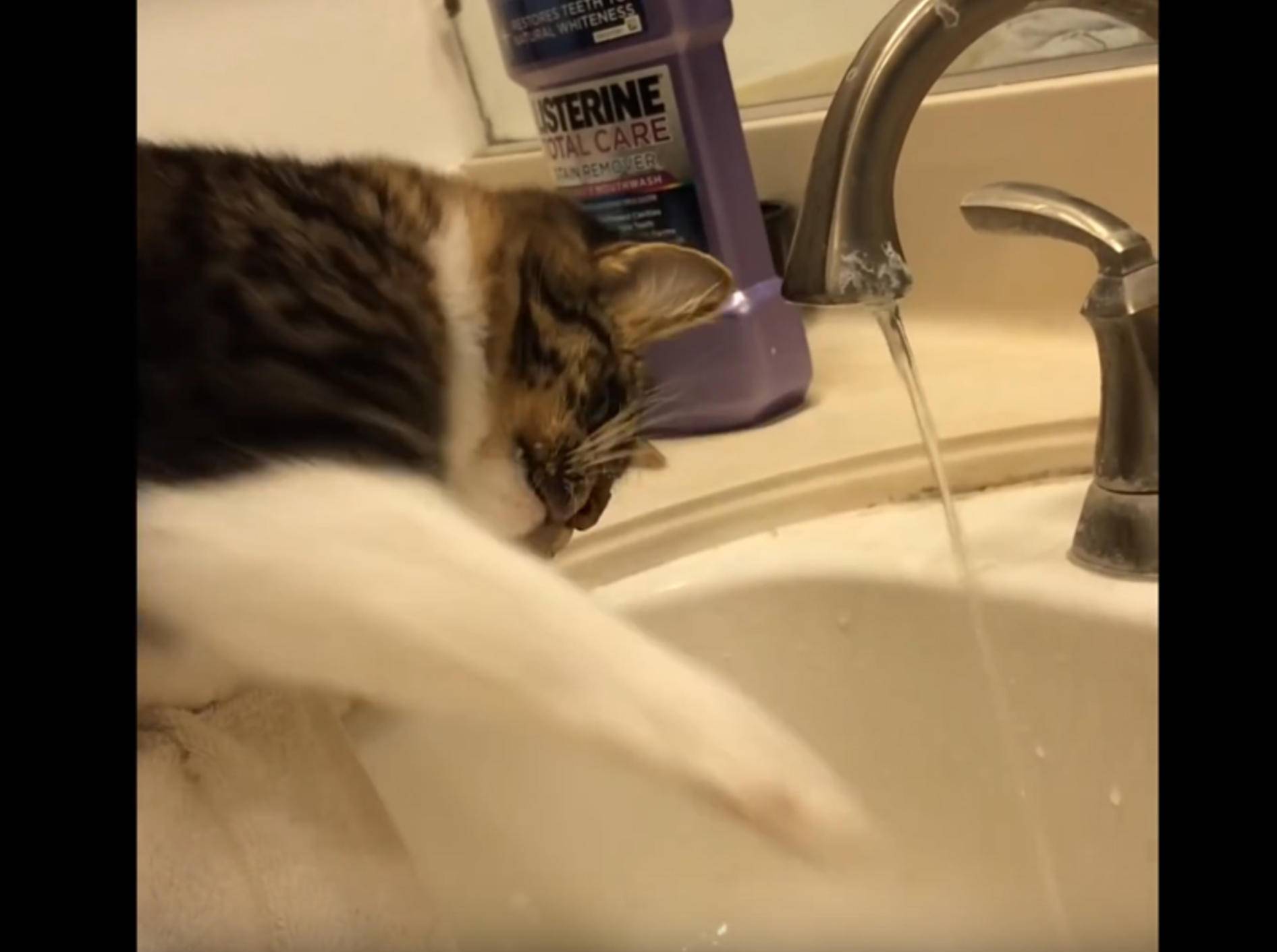 Plitsch-platsch! Katze Rosie spielt mit Wasser aus dem Wasserhahn – YouTube / Lilothehusky