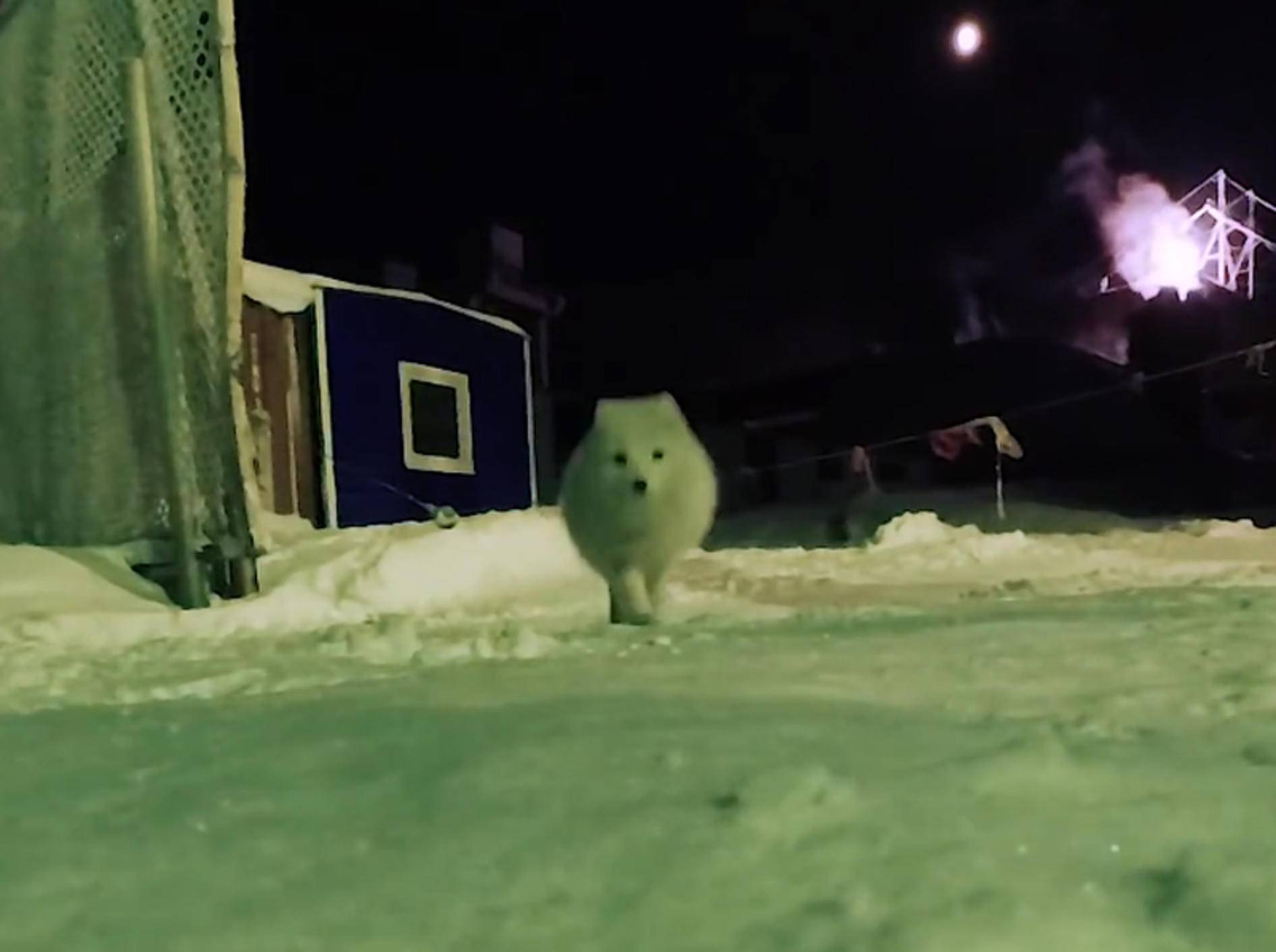 Schneeweißer Dieb: Polarfuchs klaut Kamera – YouTube / ViralHog