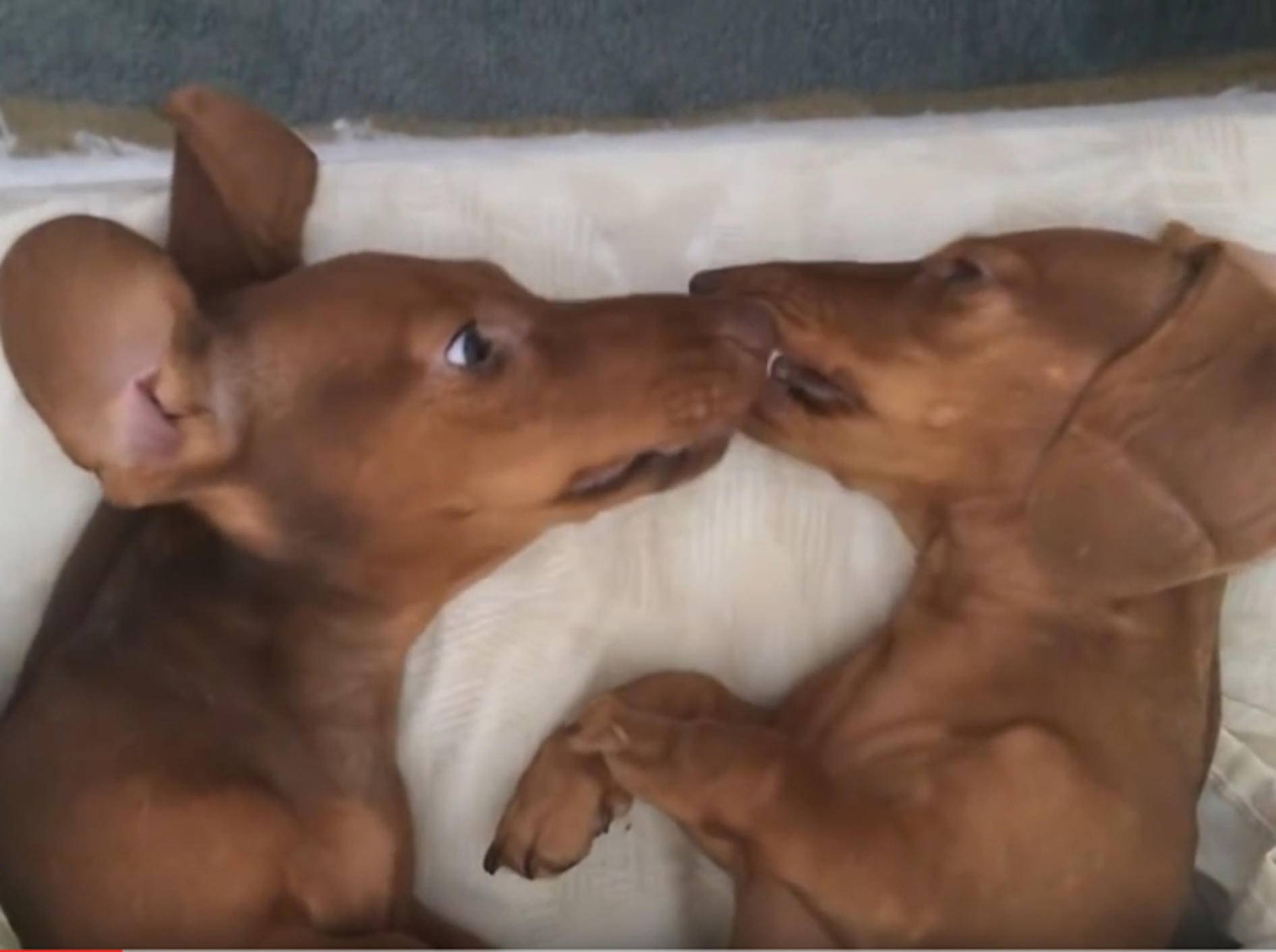 Herzige Dackel geben sich Hundeknutschis vorm Einschlafen – YouTube / DailyPicksandFlicks