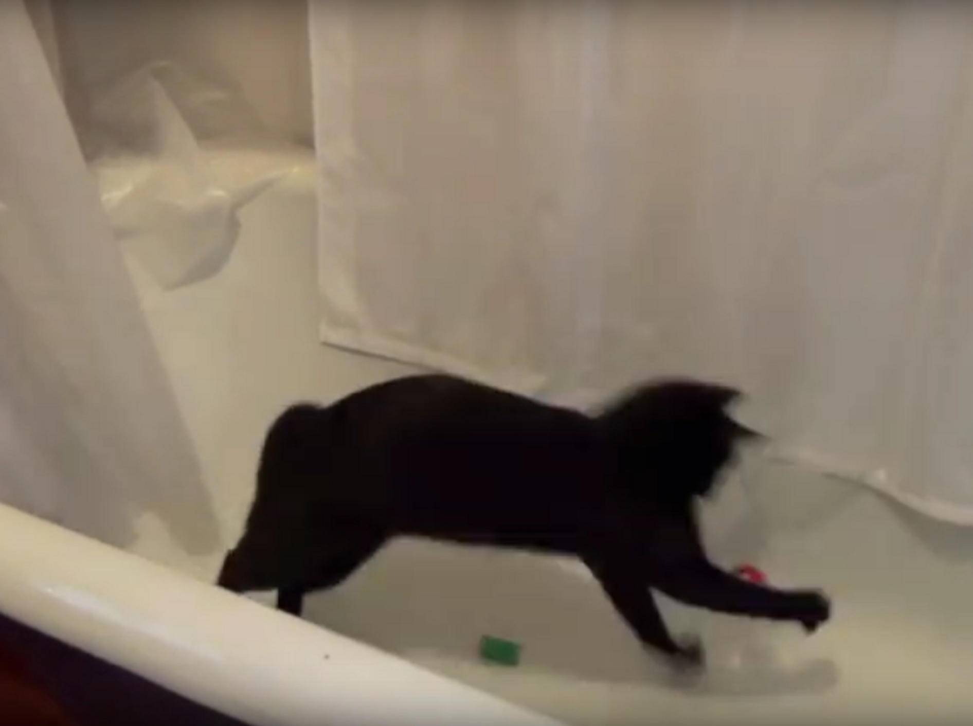 Katze Kami spielt in der Badewanne verrückt – YouTube / DrNworb's KitsCats