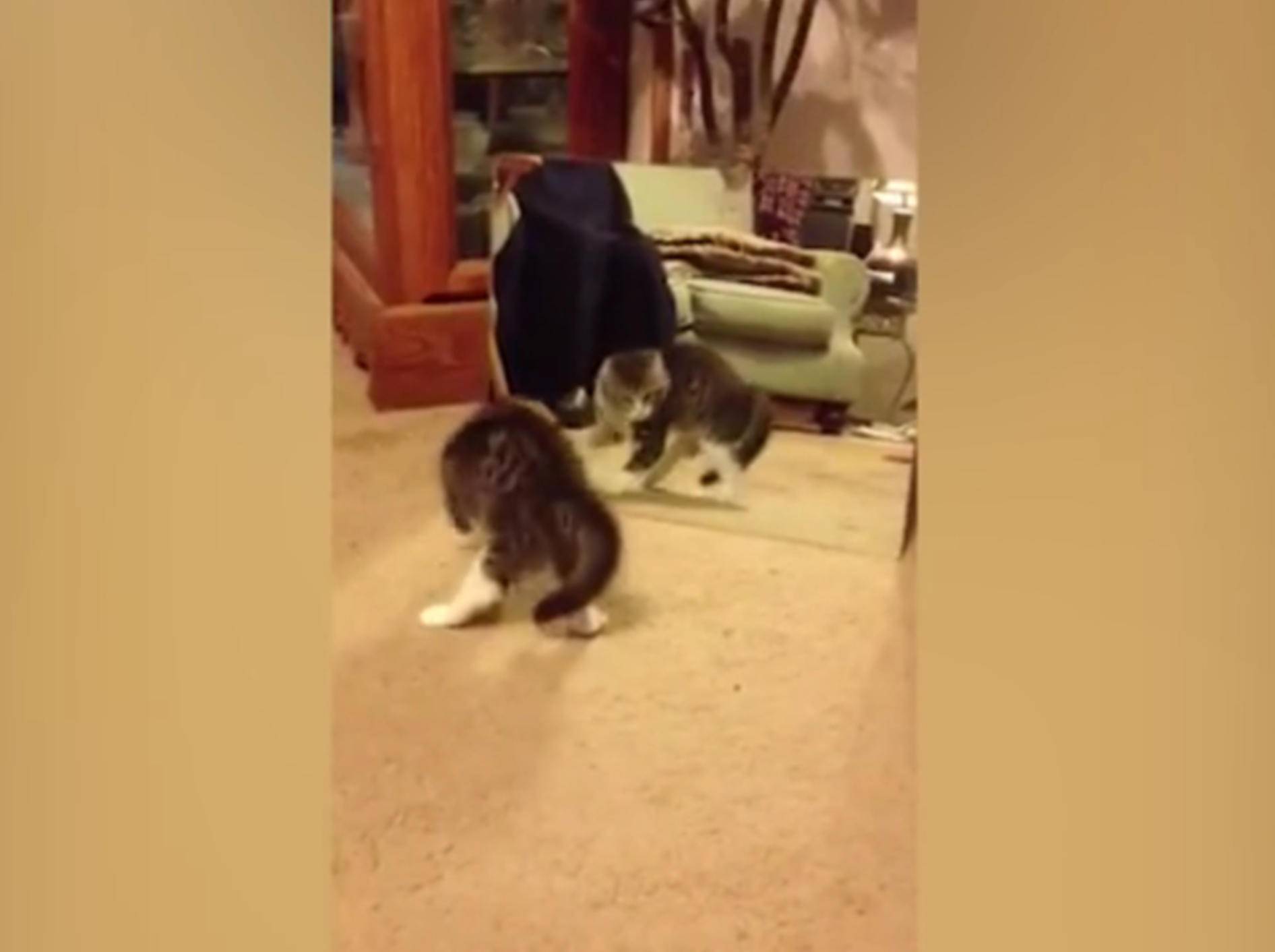 Diese kleine Katze erschreckt sich ziemlich vor ihrem Spiegelbild – YouTube / Kyoot Animals