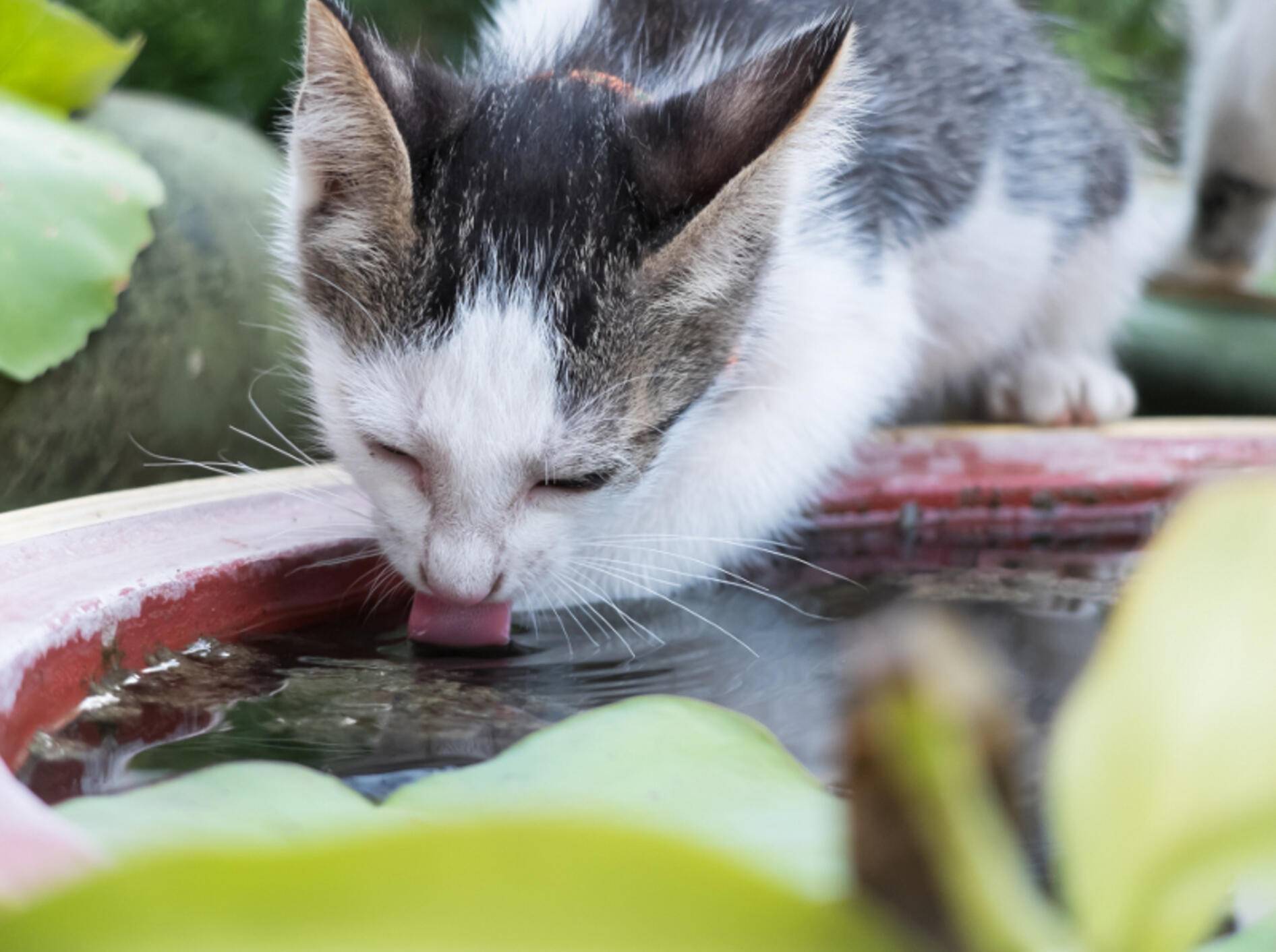 Ob aus dem Untertopf oder wie hier in Form von Standwasser – Pflanzenwasser kann krank machen – Shutterstock / littlekop