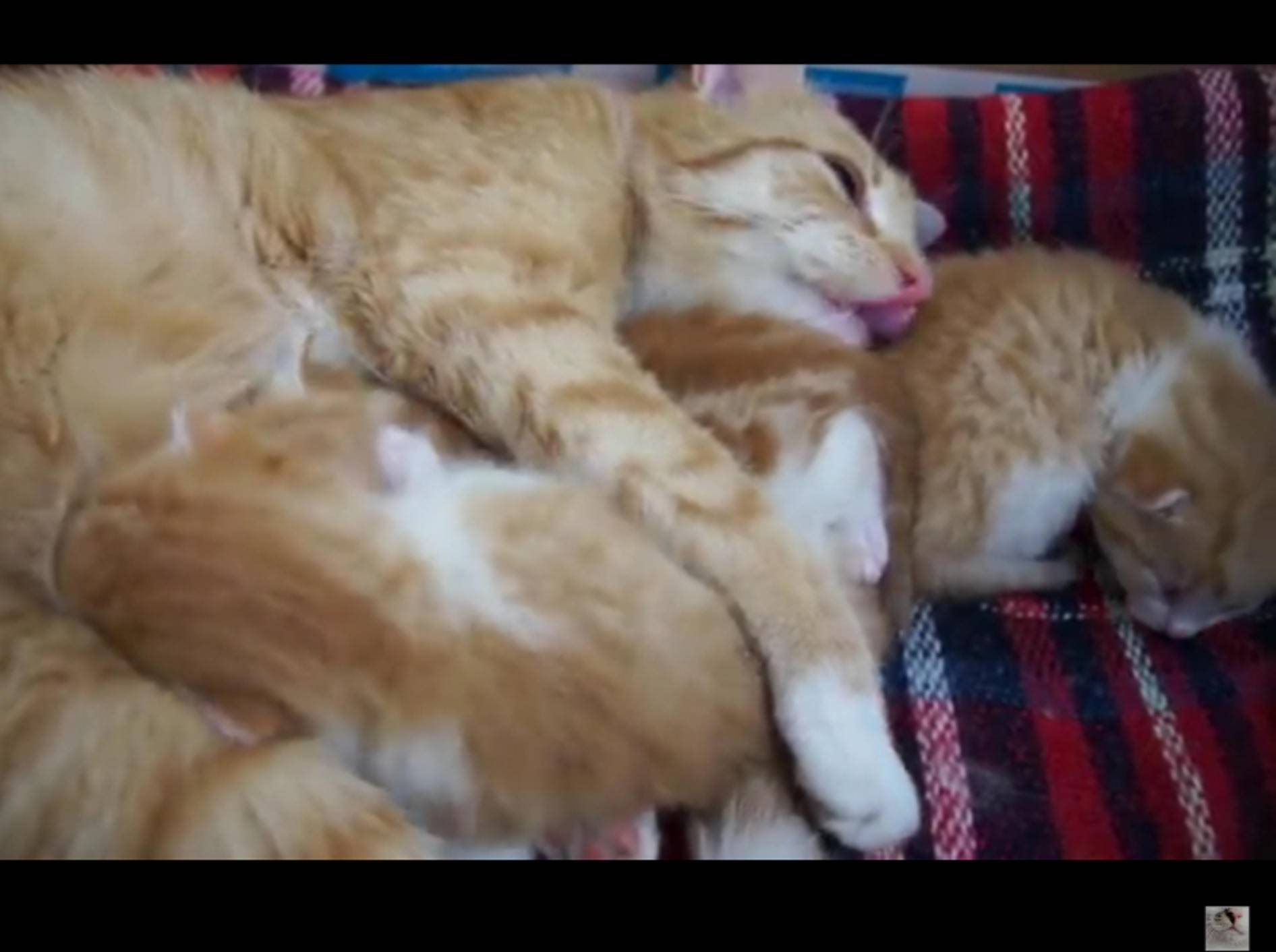 DIese drei Fellpüschel fühlen sich bei ihrer Katzenmama sichtlich wohl – YouTube / KittenKanal