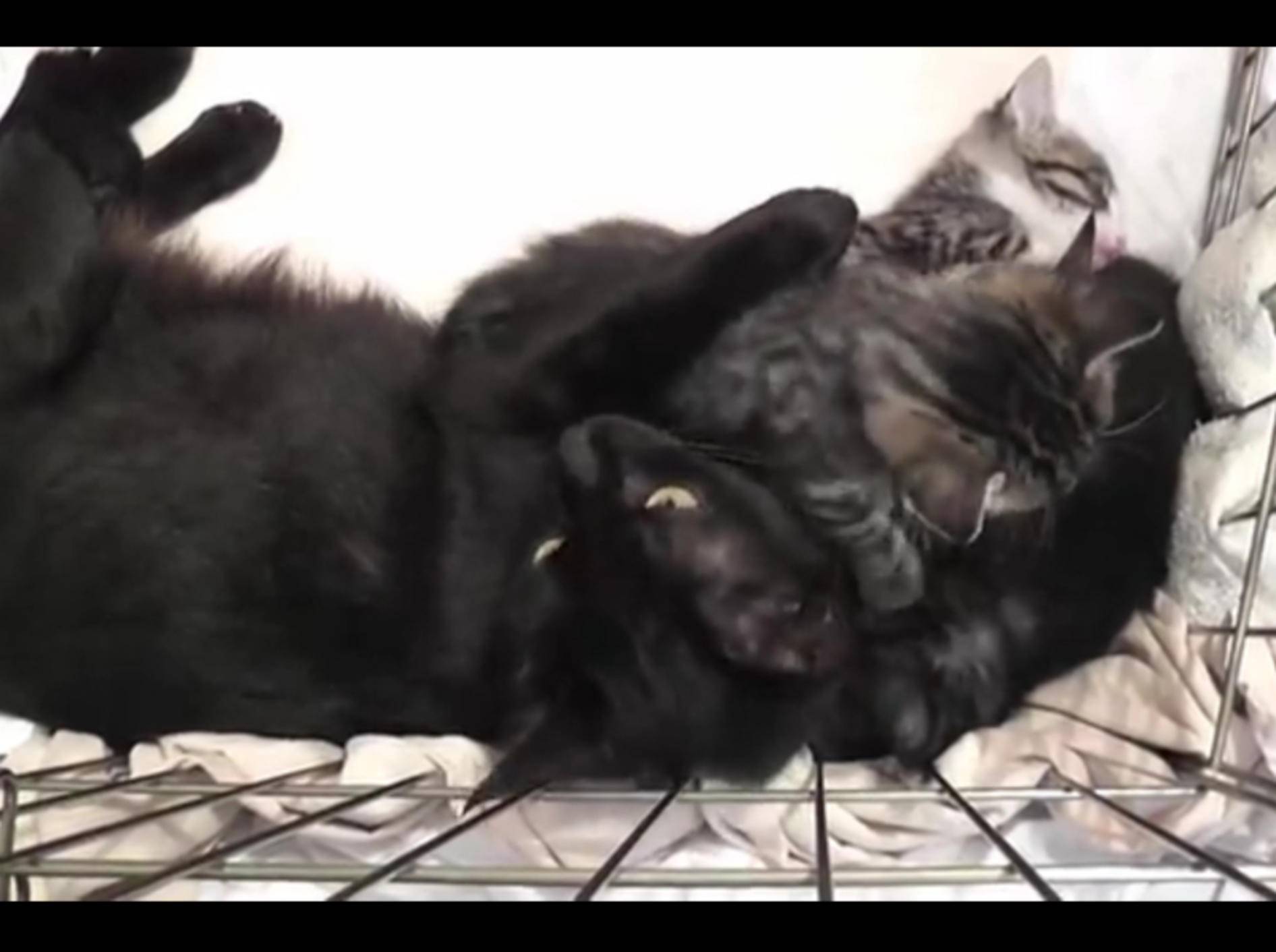 So verschmust und unterhaltsam können Kitten mit ihrer Mama sein – YouTube / DrNworb's KitsCats