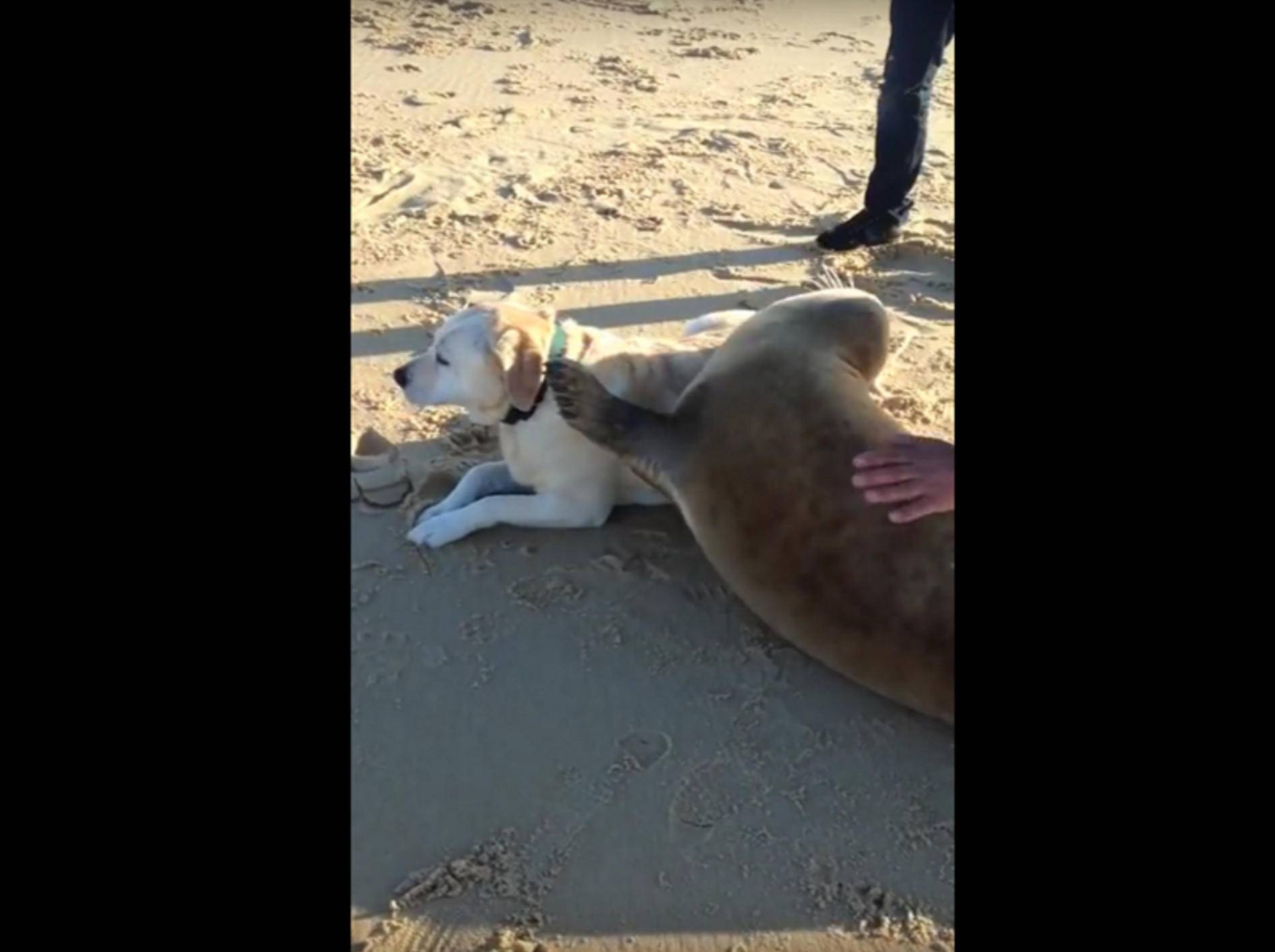 Ein herrlicher Anblick, den dieser schmusefreudiger Seehund und der gemütliche Labrador abgeben – YouTube / THUG LIFE VIDZ