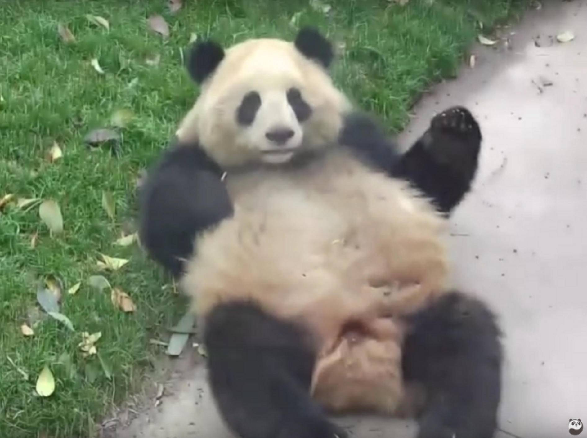 Der Panda hat Spaß an Überschlägen – YouTube / iPanda