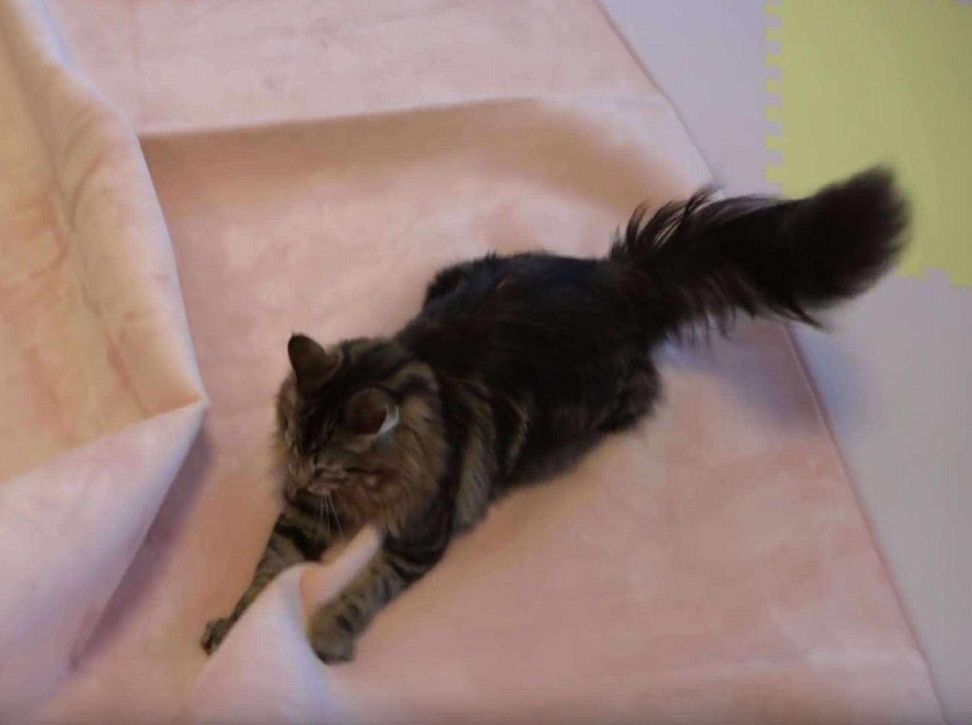 Katerchen Osamu und seine Freunde spielen mit neuem Teppich – YouTube / 10 Cats.
