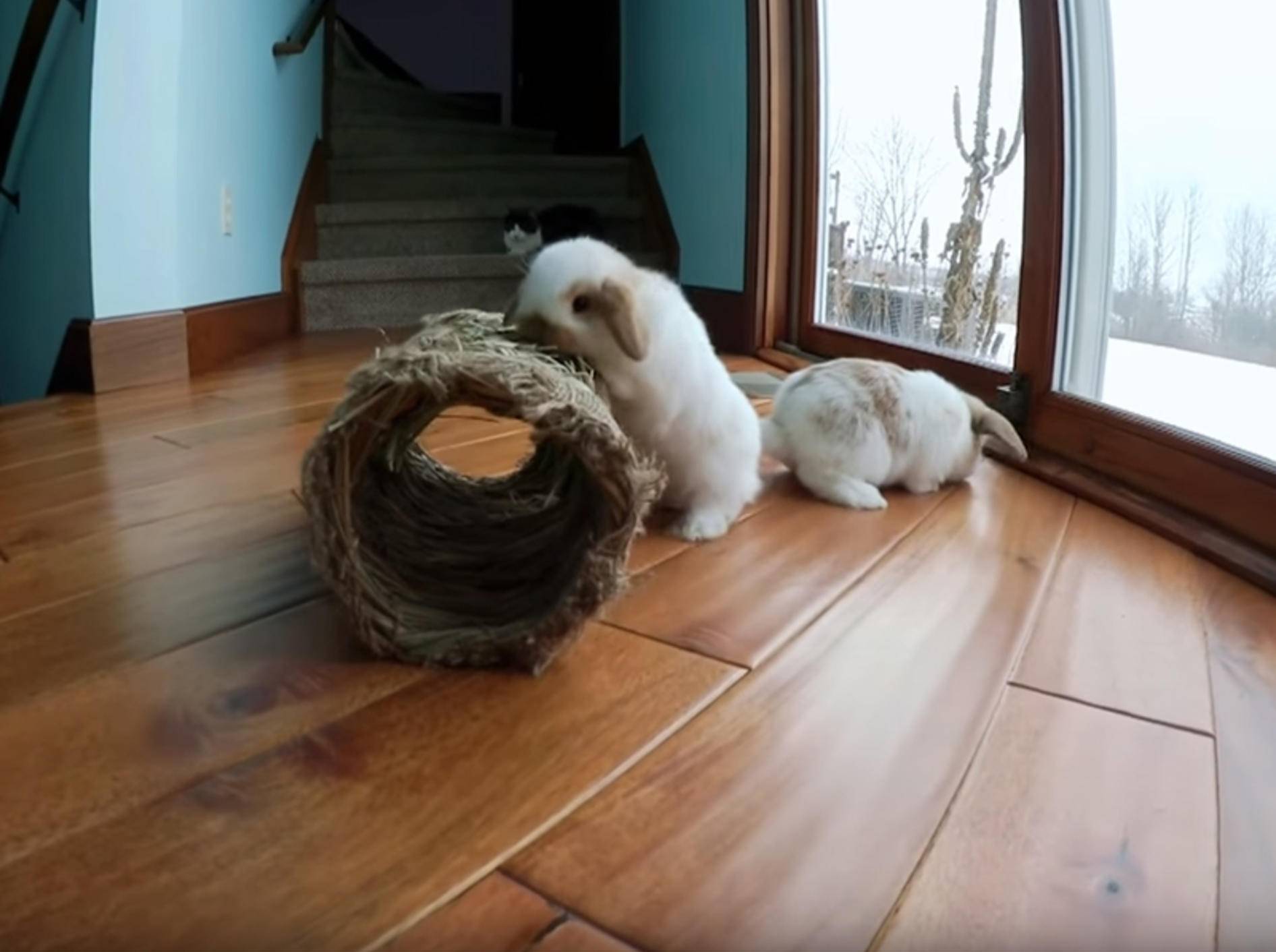 Zwei niedliche Kaninchengeschwister hoppeln und spielen – YouTube / Hook's Hollands - Ohio Holland Lops