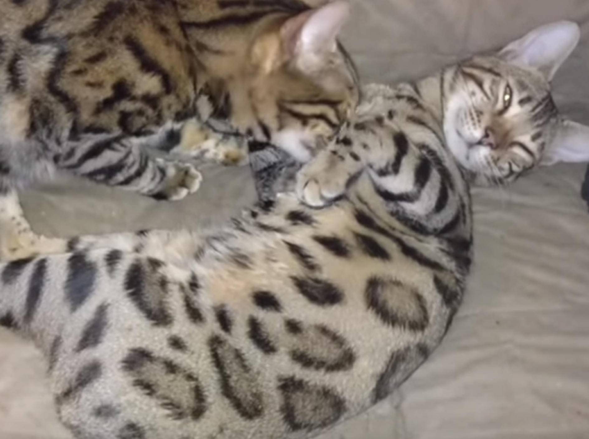 Kuschelstunde: Romeo erhält Katzenwäsche – Bild: YouTube / Maplewood Bengals
