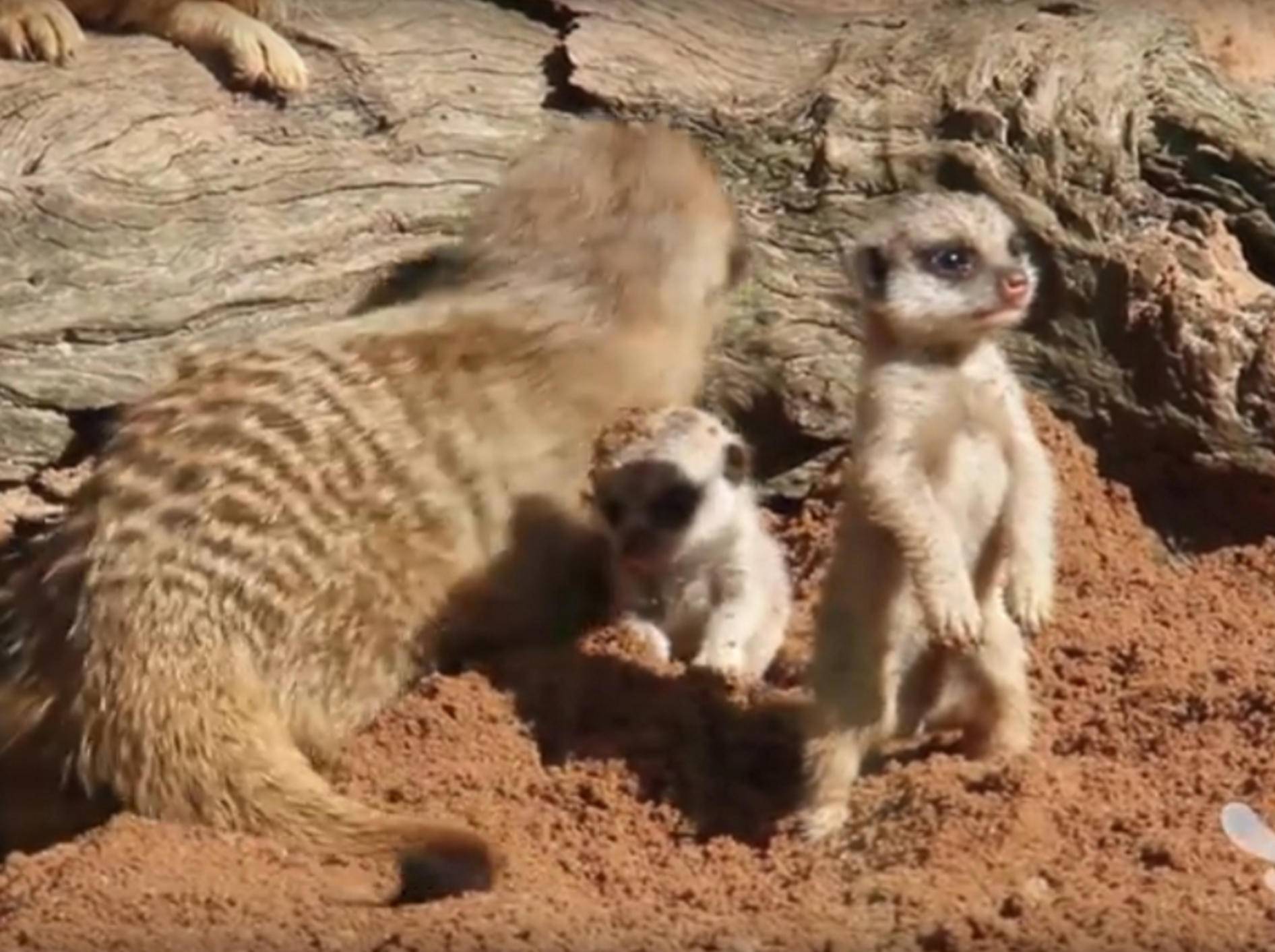 Putzig, wie sich das Baby-Erdmännchen auf die Hinterbeine stellt – YouTube / Taronga Sydney