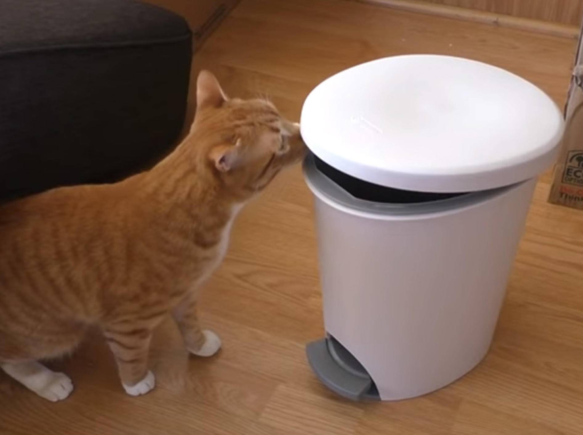 Klappe zu, Katze drin: Kater Marmalade inspiziert Mülleimer – Bild: YouTube/Cat Man Chris