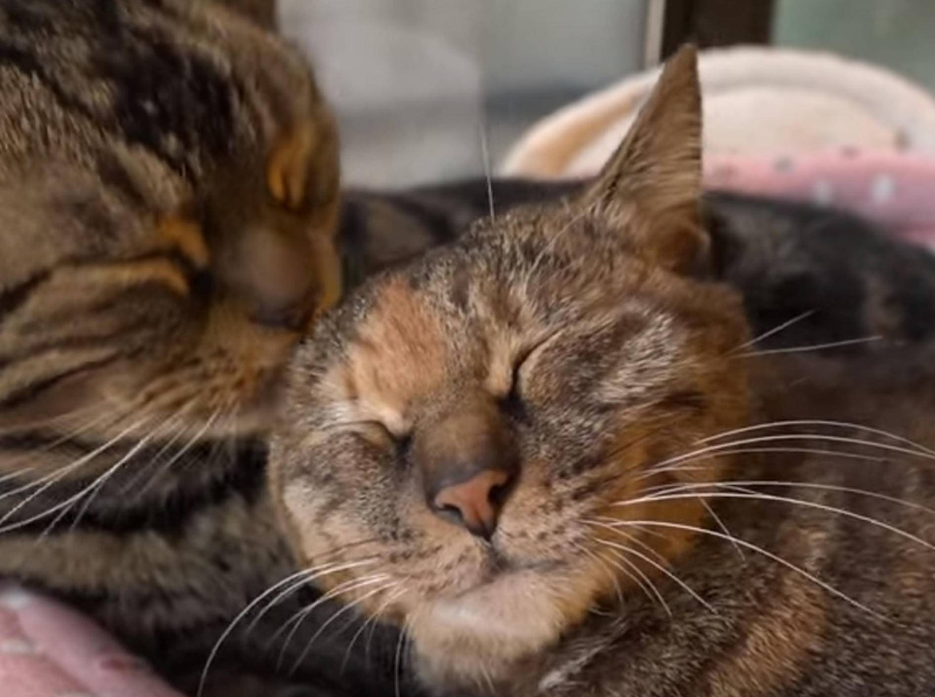 Schmusen für Fortgeschrittene: Katzen haben sich lieb – Bild: YouTube / 10 Cats.