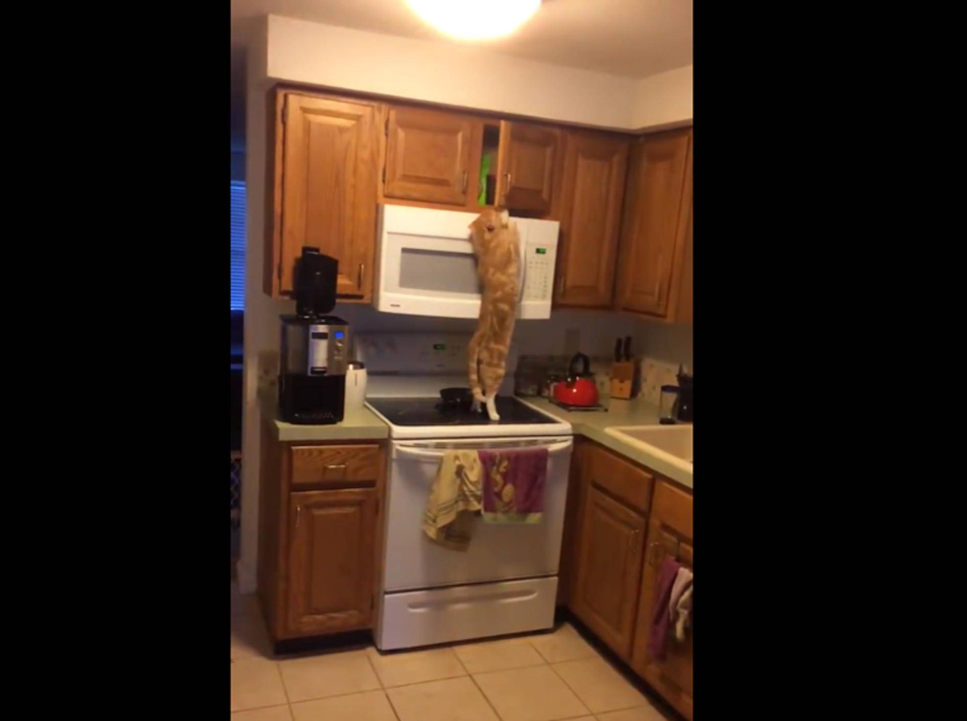 Schlaue Katze weiß, wo die Leckerlis versteckt sind – YouTube / Totally Awesome