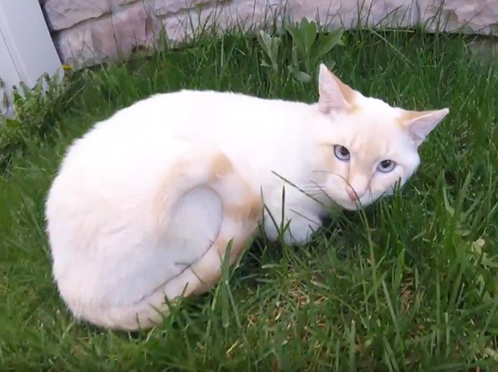 Katerchen Lazarus sieht zum ersten Mal den Frühling – YouTube / Frozen Kitten