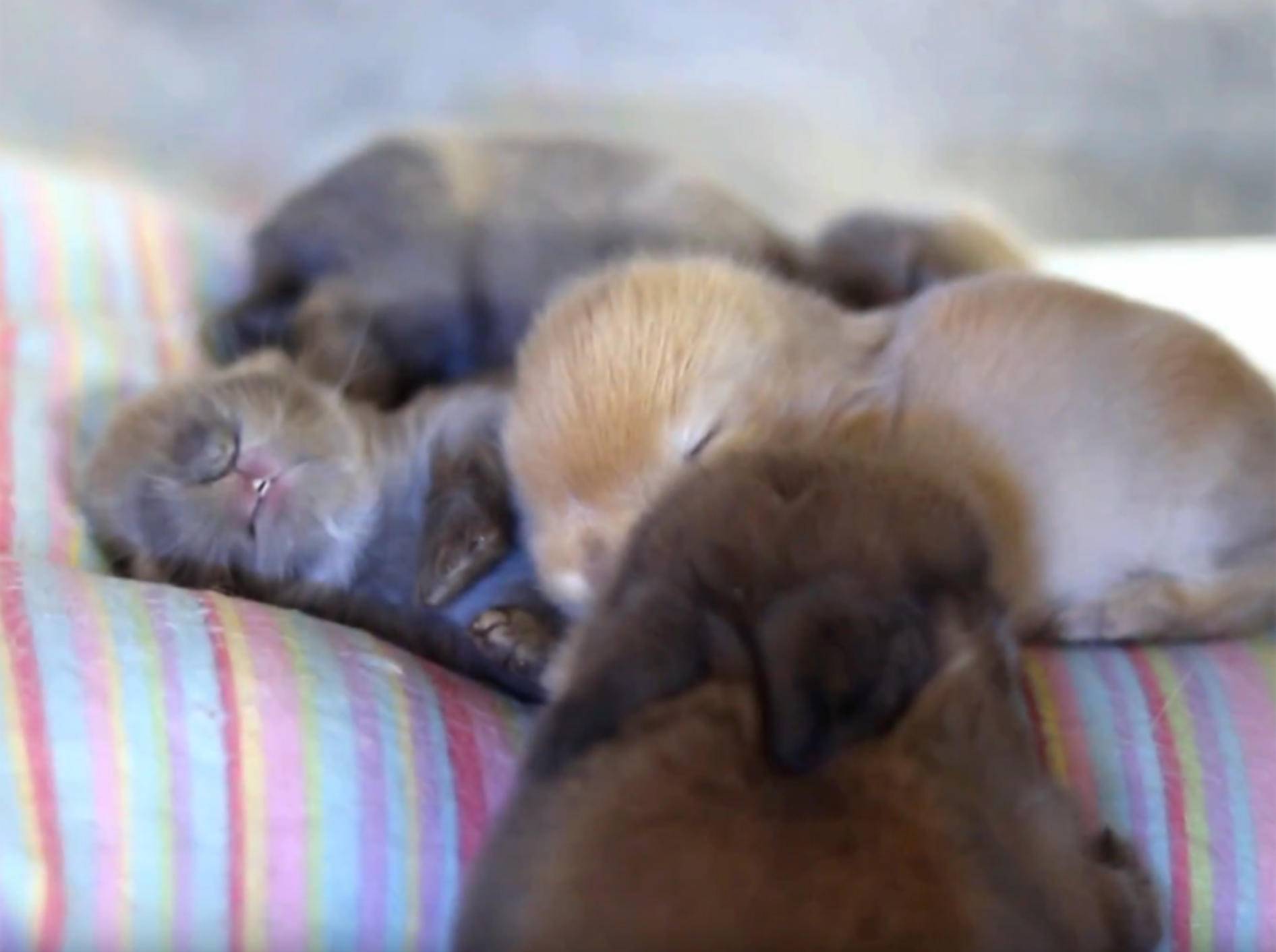 Minikleine Kaninchenbabys schlafen und träumen – Shutterstock / Hook's Hollands - Ohio Holland Lops