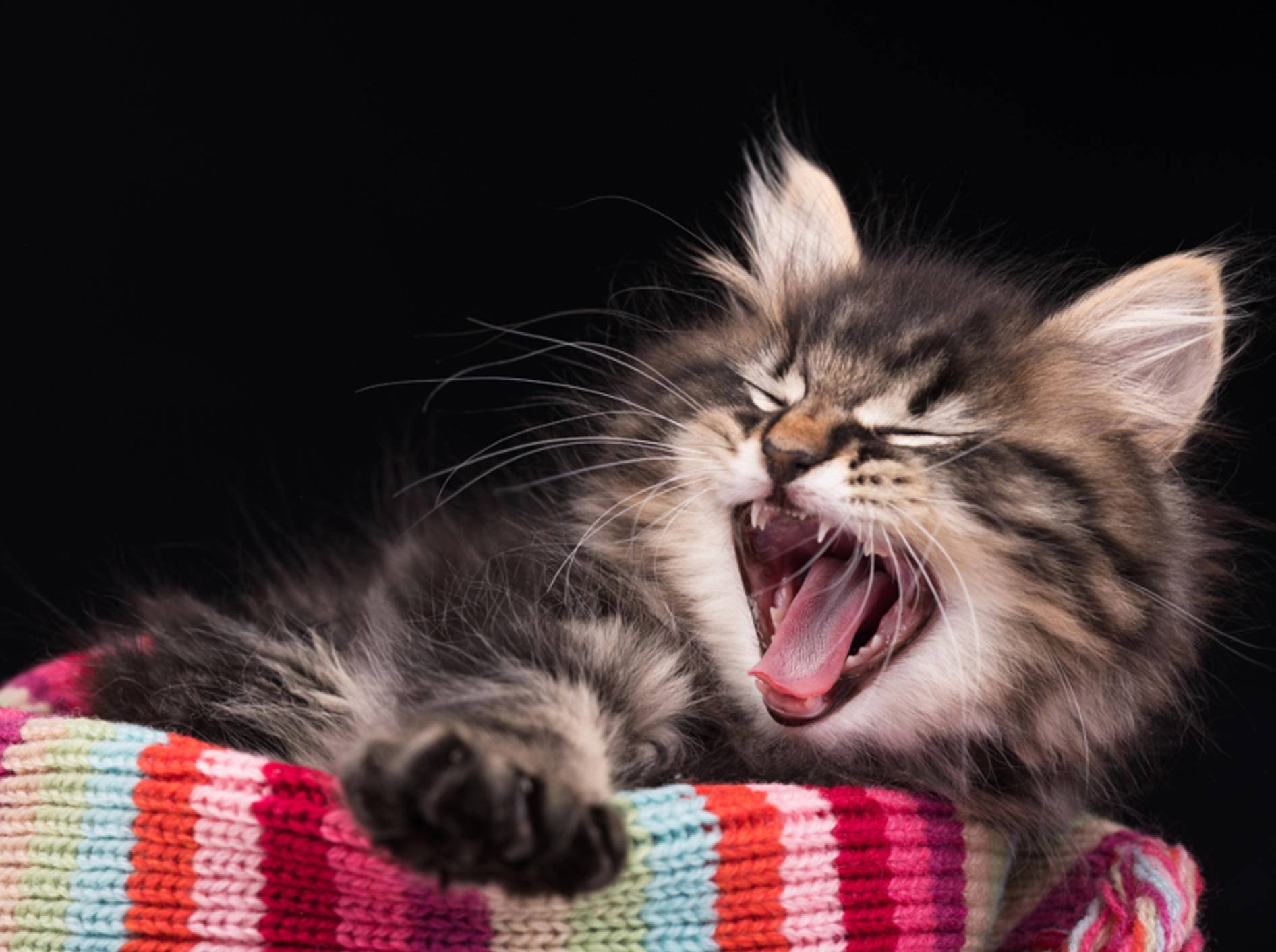 "Ouaaah! Ich bin ein gefährliches Raubtier!", scheint die kleine sibirische Katze sagen zu wollen – Shutterstock / Lubava