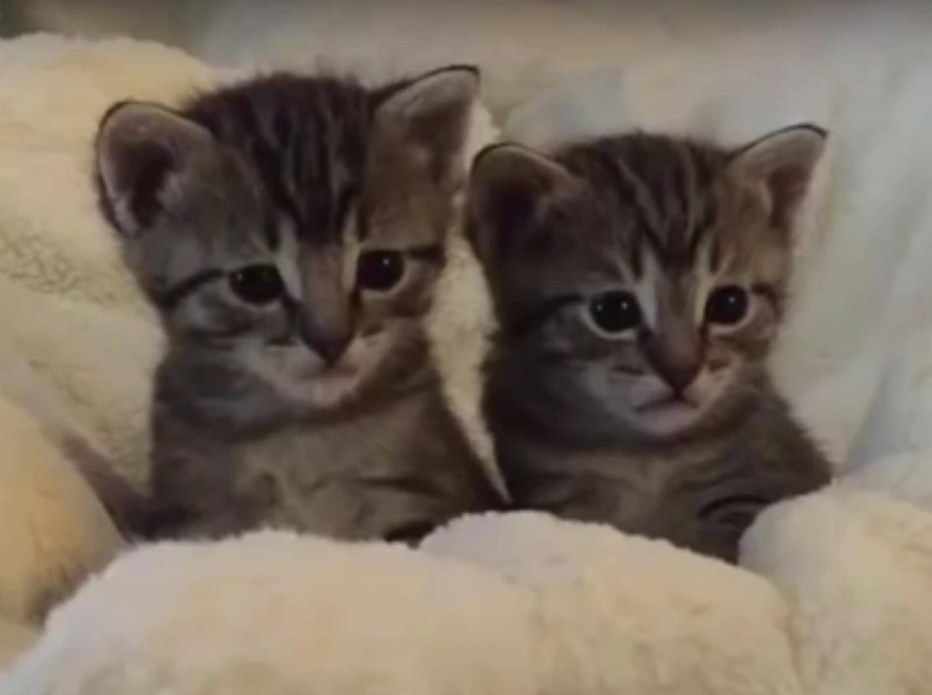 Wie niedlich diese beiden kleinen Kätzchen die Welt erst noch entdecken müssen – YouTube / foster kittens