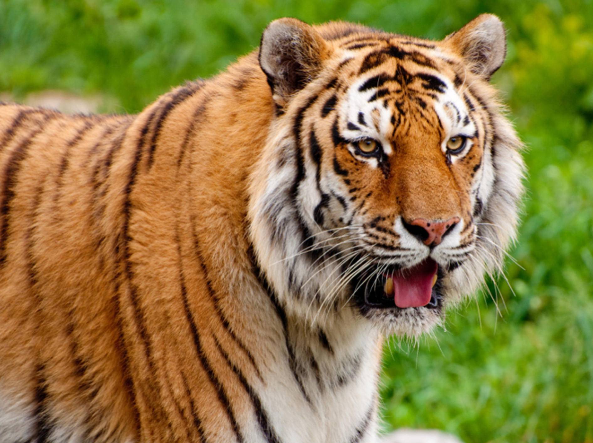 Gerade einmal rund 4 Prozent trennen die DNA des Sibirischen Tigers von der unserer geliebten Hauskatzen – Shutterstock / RuthChoi
