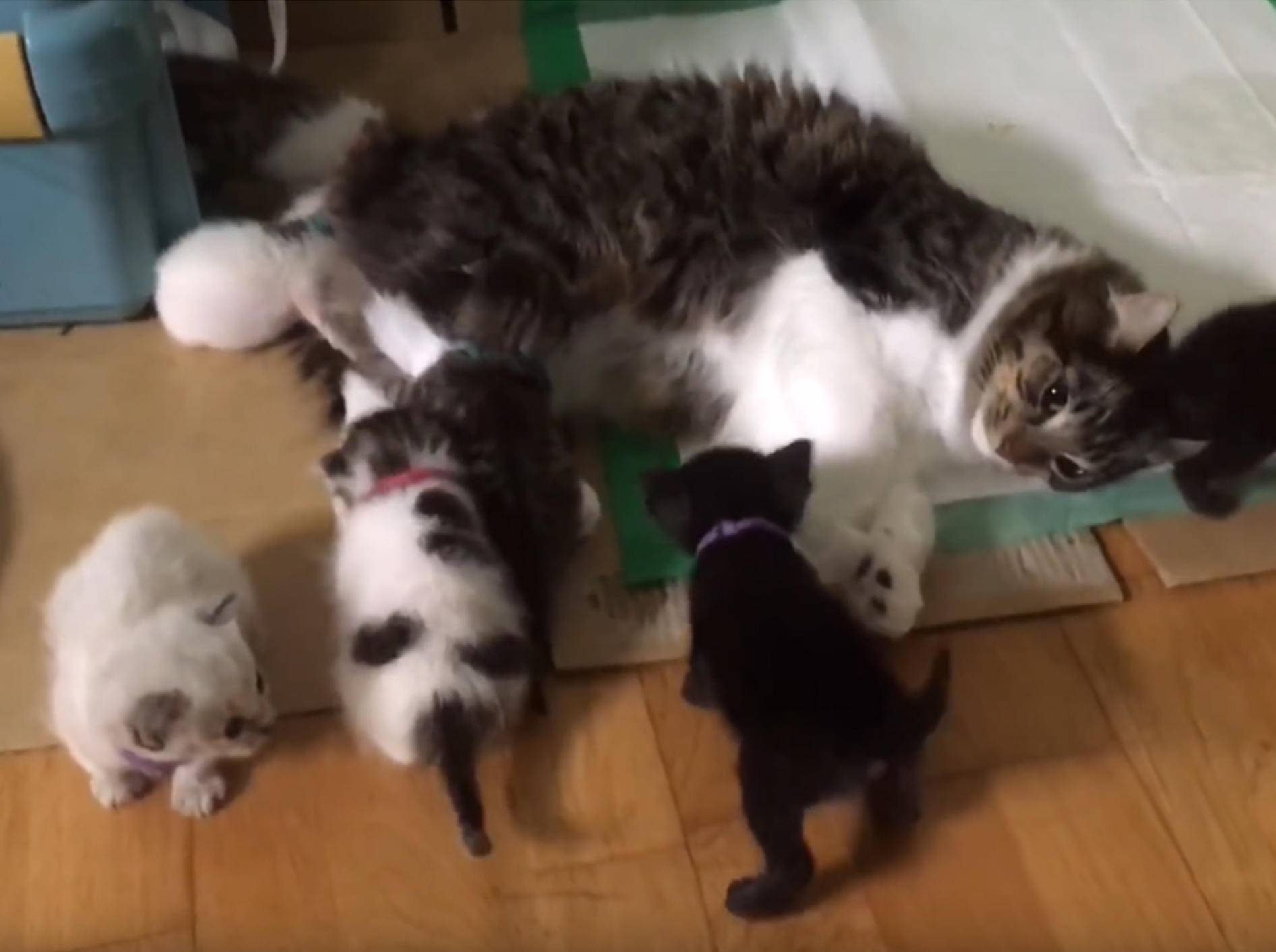 Katze Rosie kümmert sich rührend um Pflegekätzchenbande – YouTube / Lilothehusky