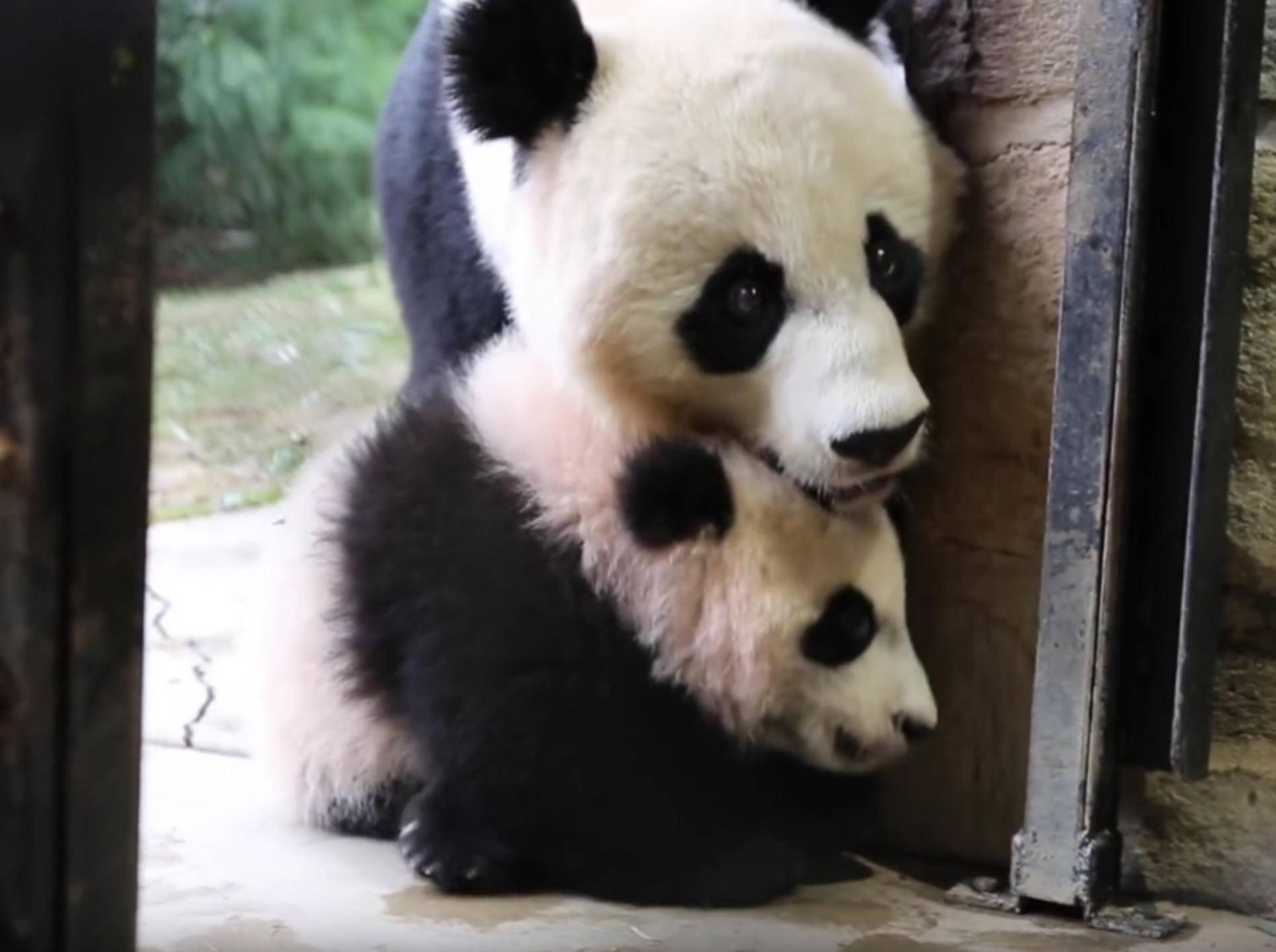 Baby-Panda Bei Bei geht auf Entdeckungstour – YouTube / Smithsonian's National Zoo