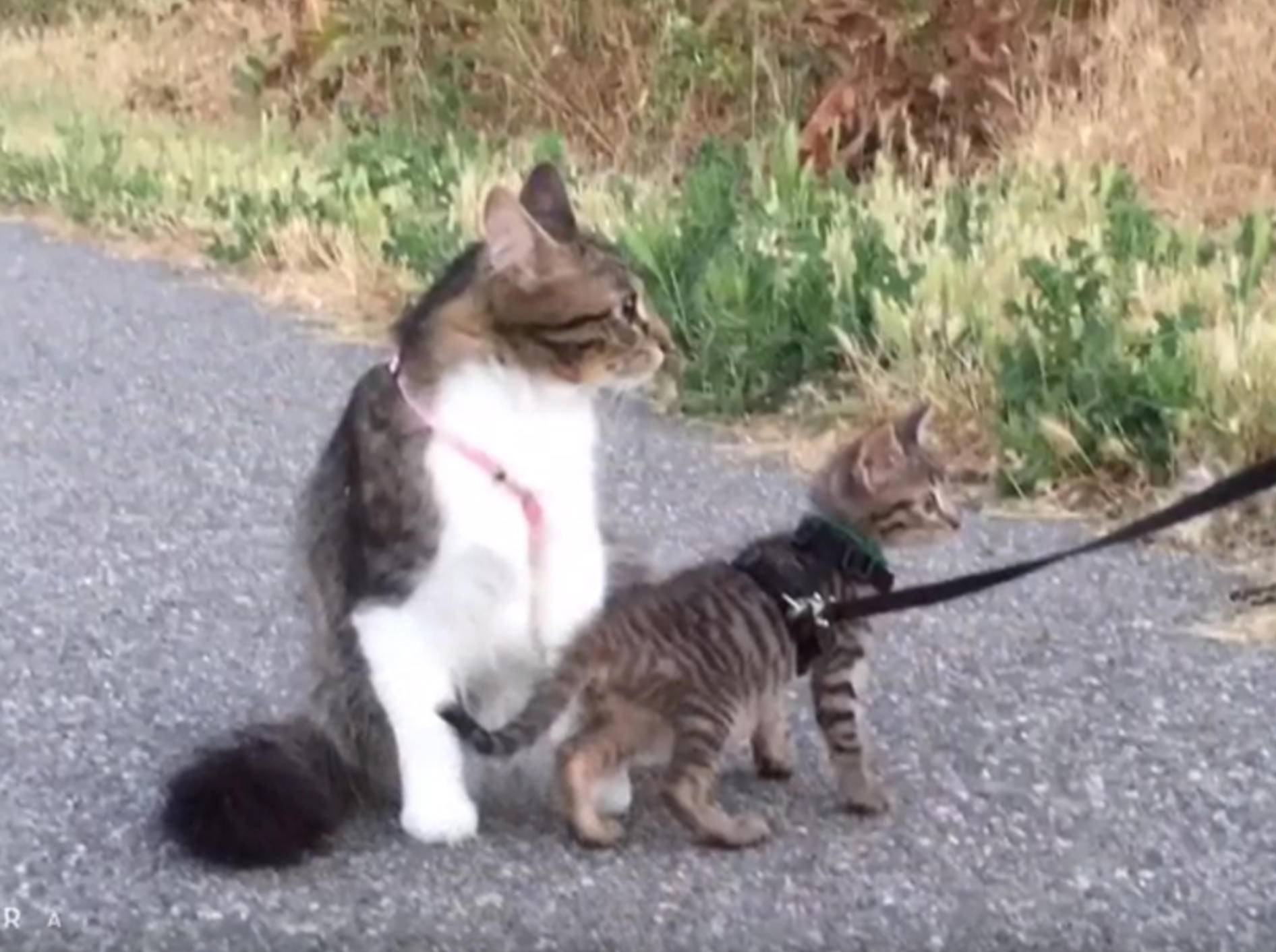 Katze Rosie bringt ihrem Schützling Tommy alles bei – YouTube / Lilothehusky