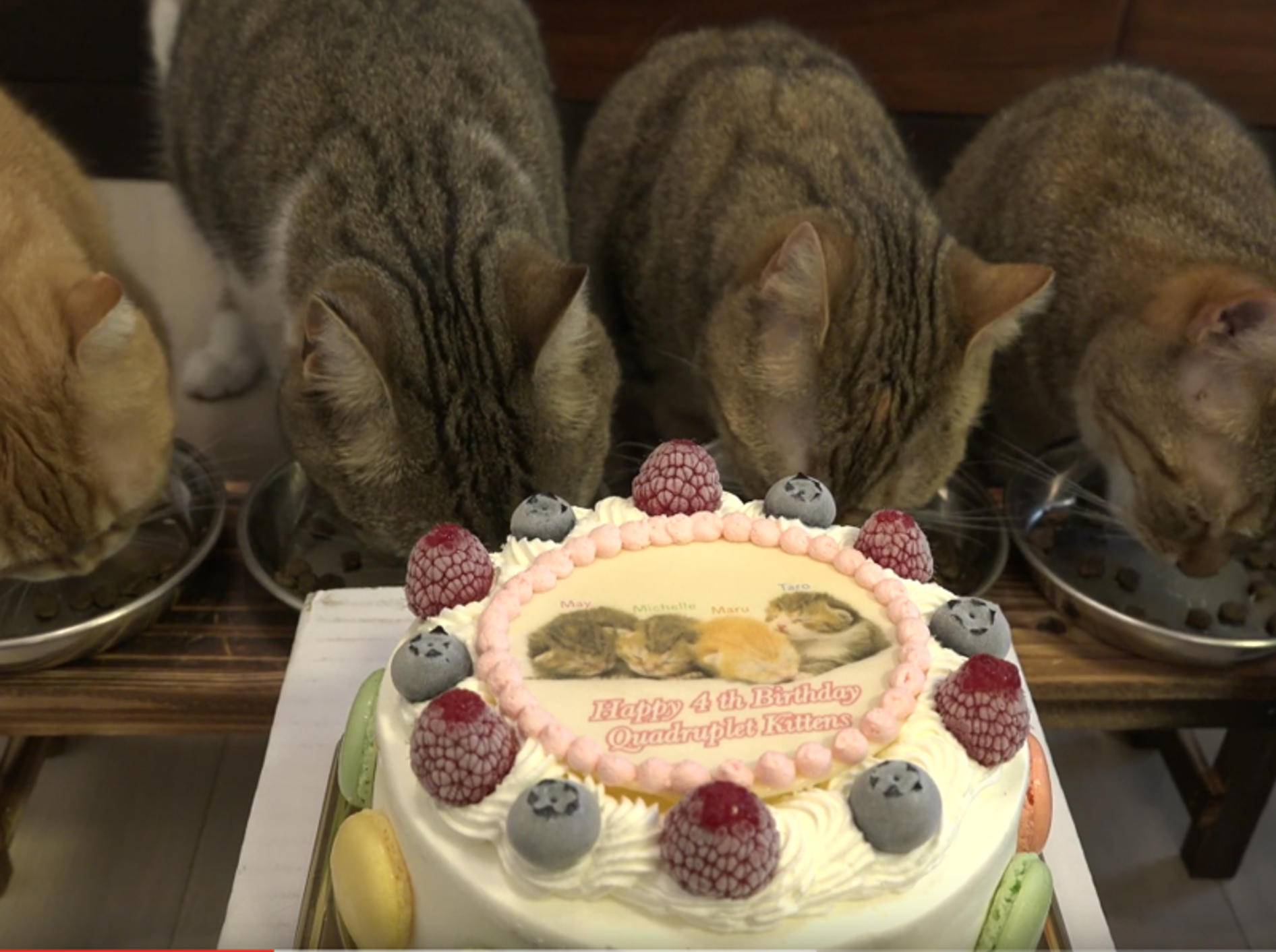Katzengeschwister May, Michelle, Maru und Taro feiern ihren vierten Geburtstag – YouTube / 10 Cats.