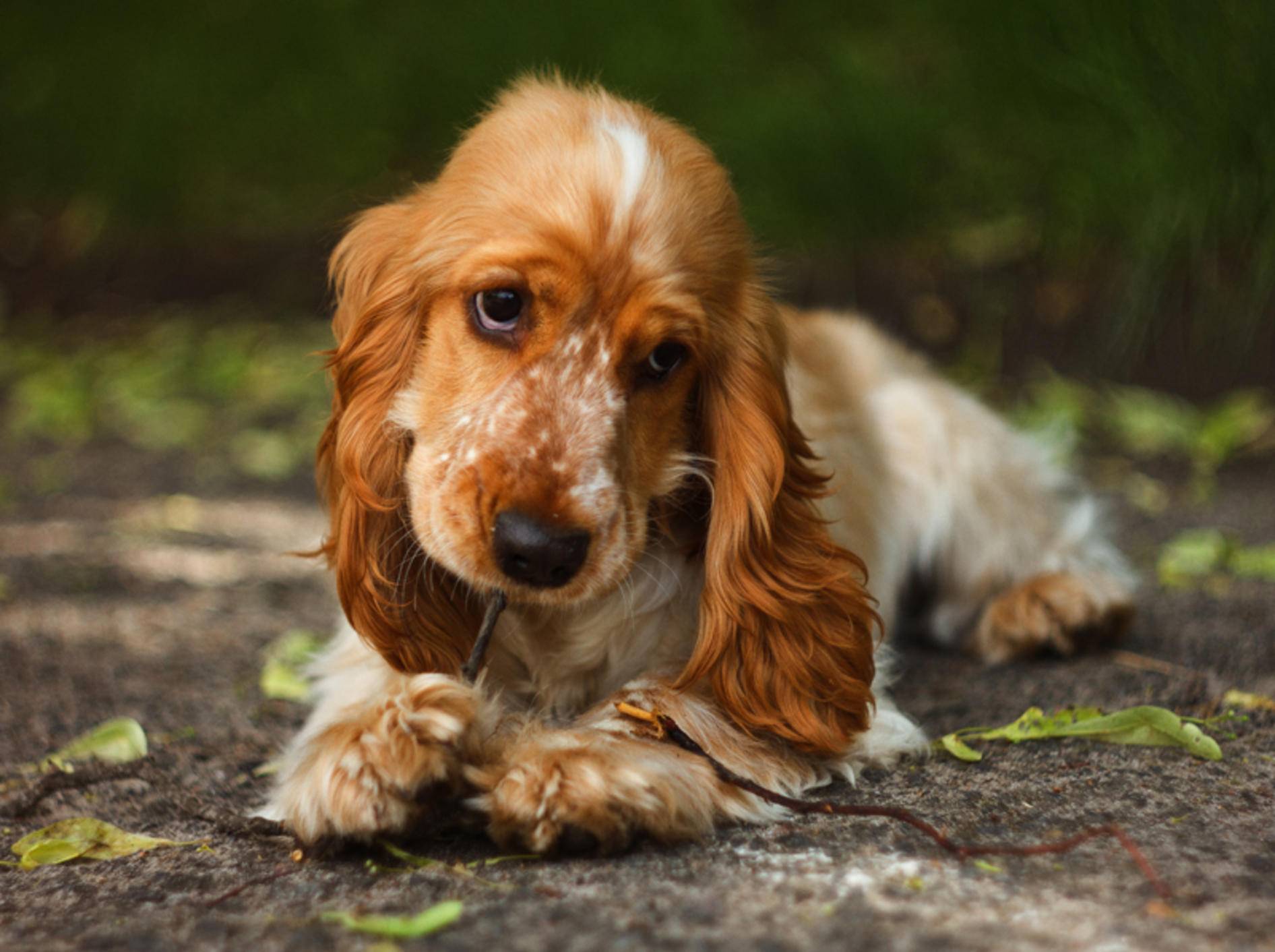 Und wenn er noch so niedlich guckt: Impulskontrolle sollten auch süße Hundewelpen bereits lernen – Shutterstock / Garnet Photo