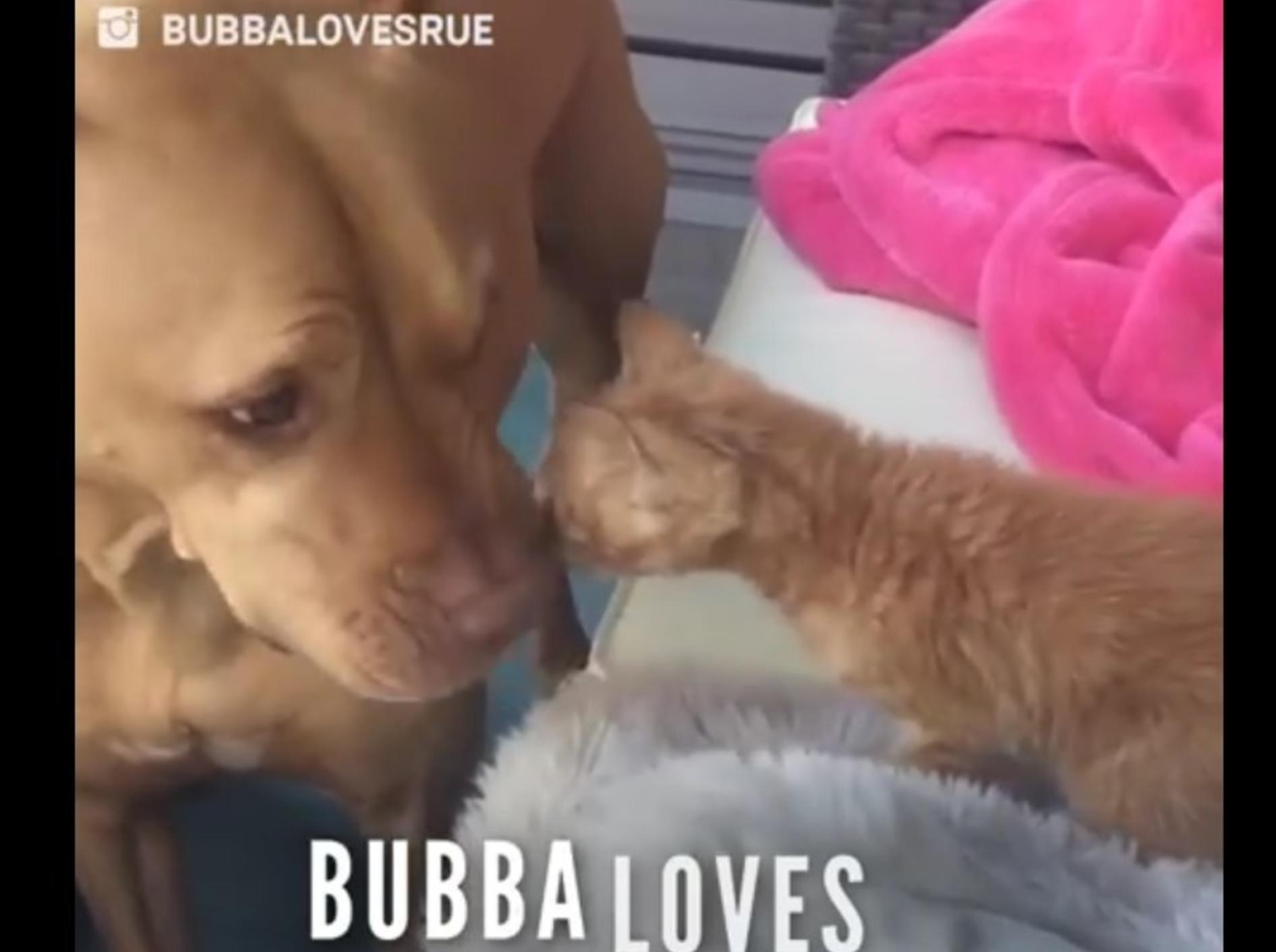 Bubba und Rue sind die besten Freunde – YouTube / The Dodo