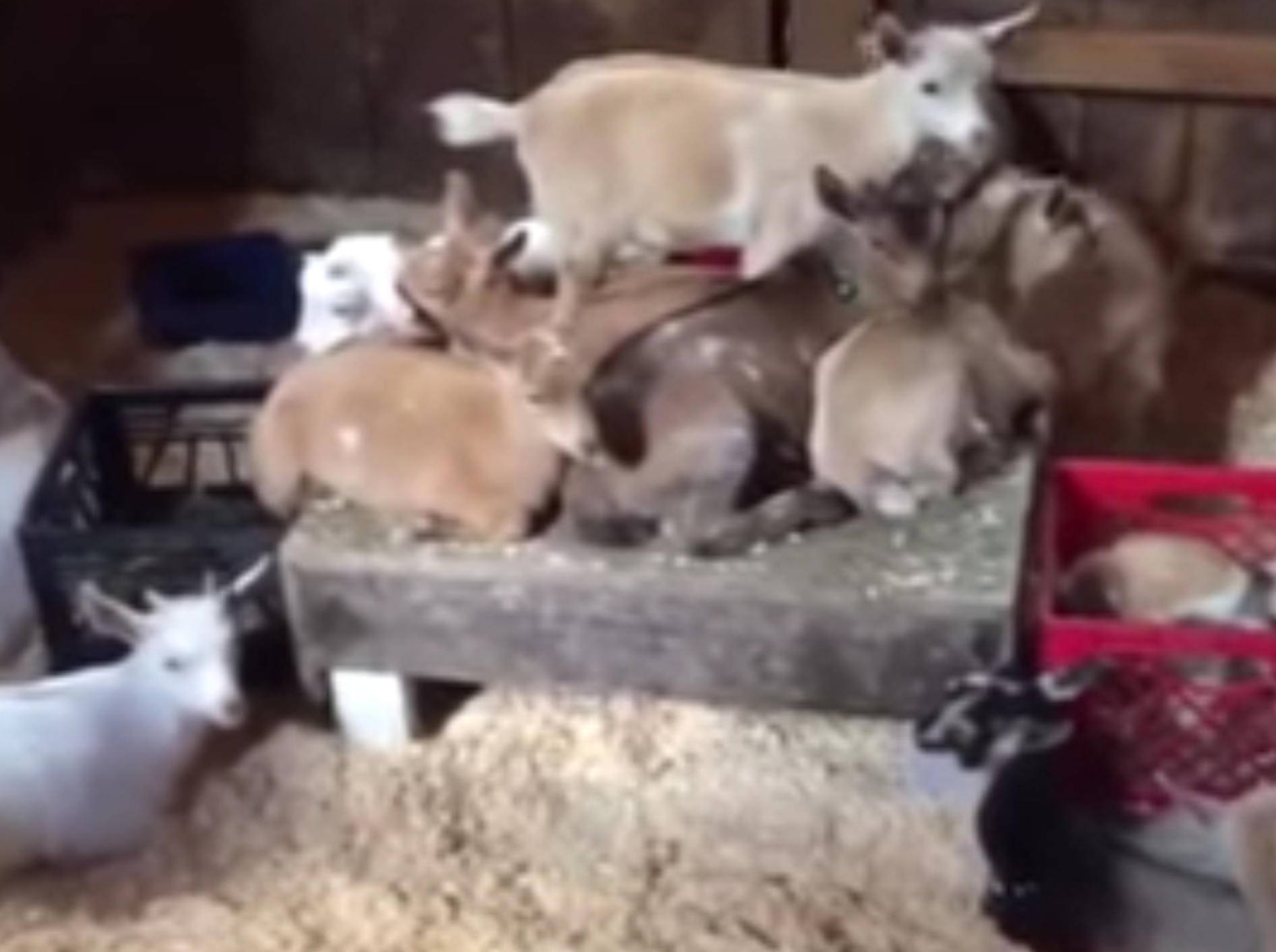 Ein wahrer Ziegenkindergarten da im Stall! – YouTube / Sunflower Farm Creamery