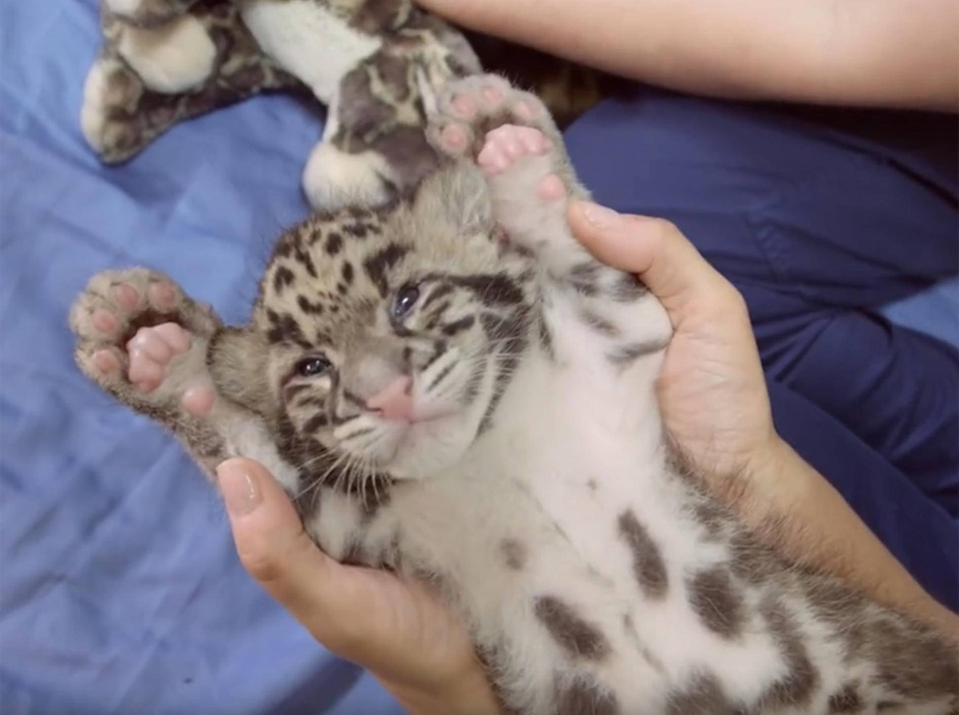 Kleiner Baby-Nebelparder im Zoo liebt seine Pfleger – YouTube / PtDefianceZoo1