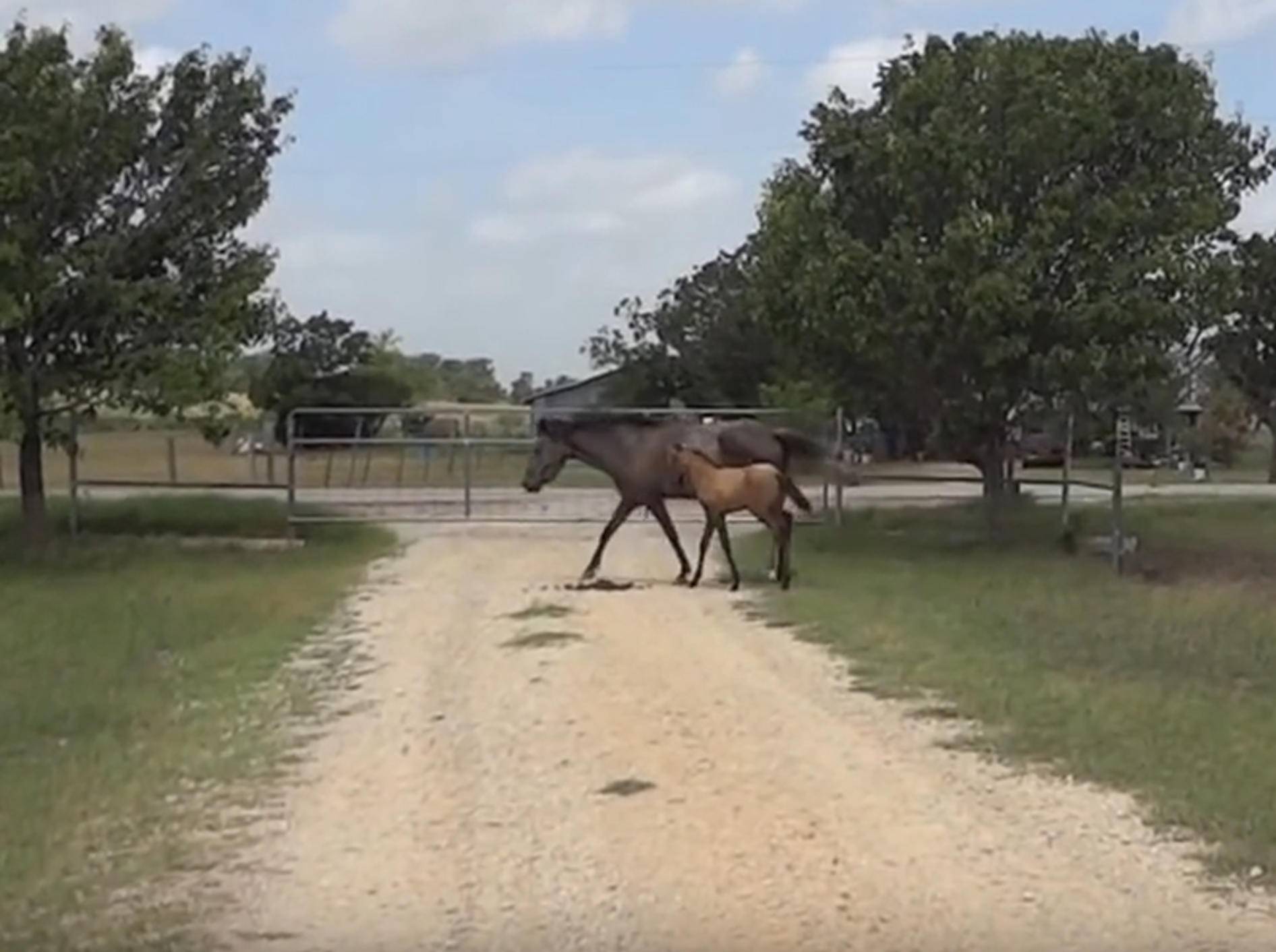 Pferdemama bringt ihrem Fohlen das Springen bei – YouTube / k9element