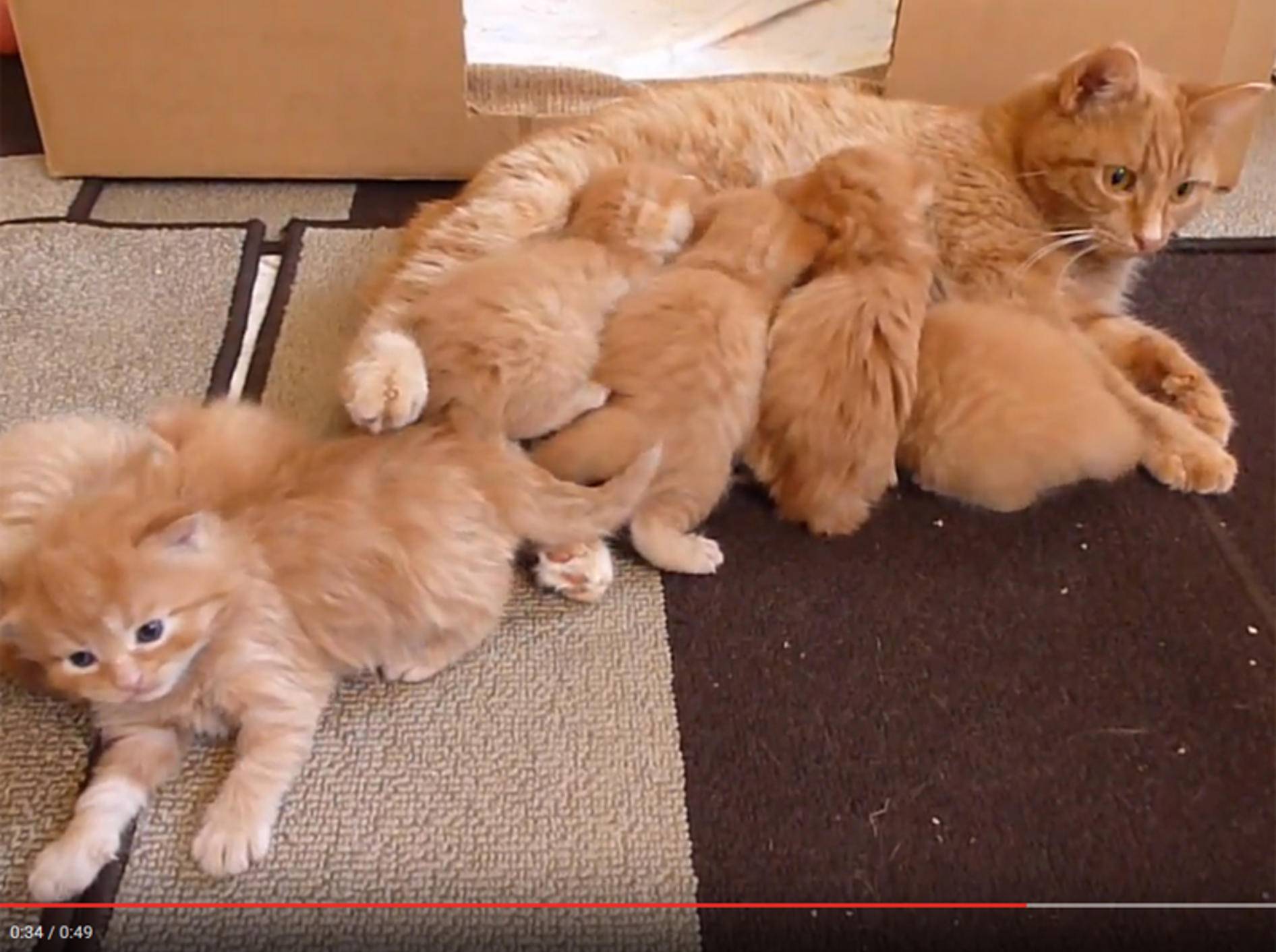 Rote Kätzchenbande mit ihrer Mama und beim Spielen – YouTube / TashaKatt