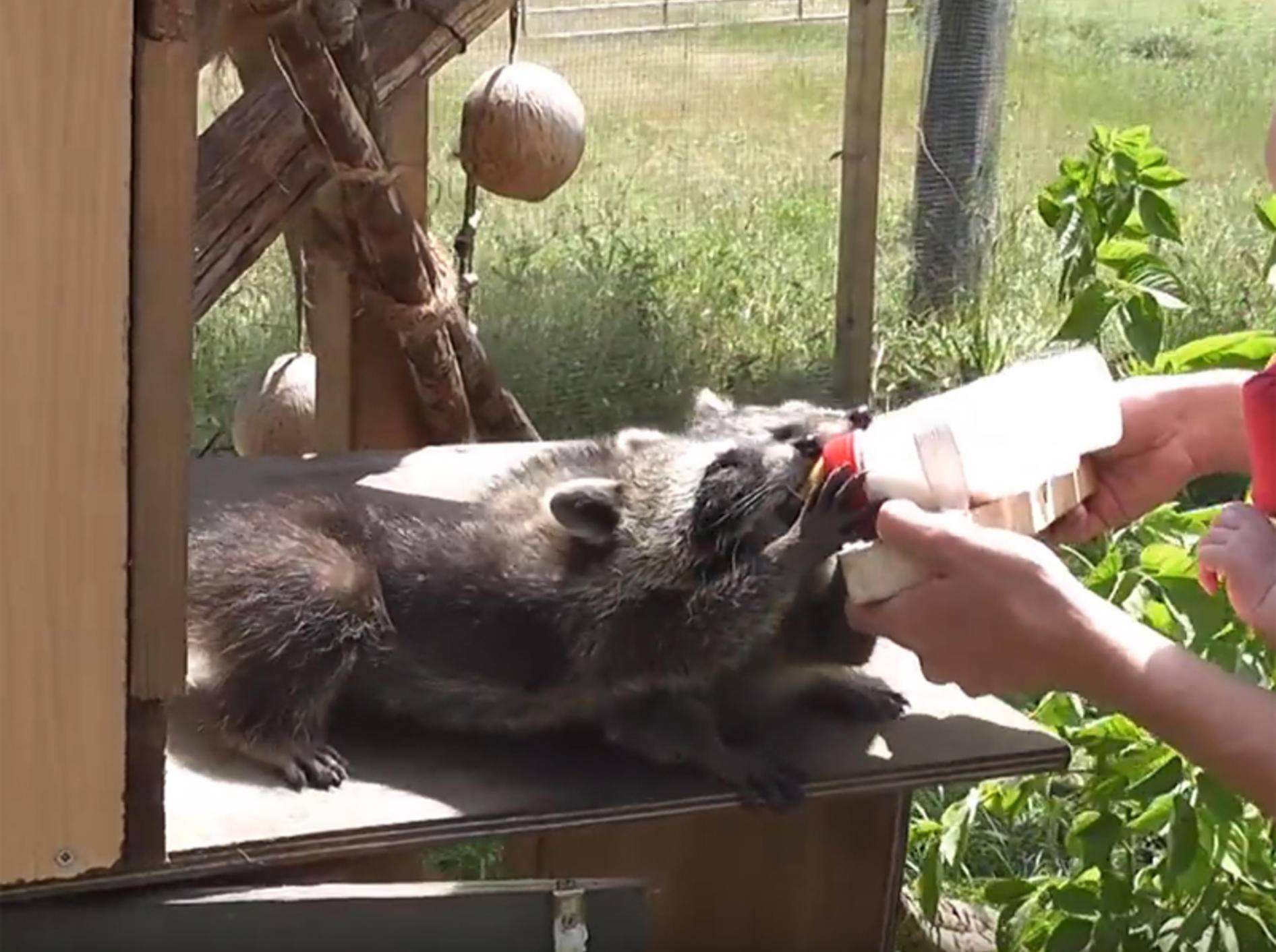 Quirlige Waisenwaschbärenbande wird liebevoll aufgepäppelt – YouTube / mbhsug