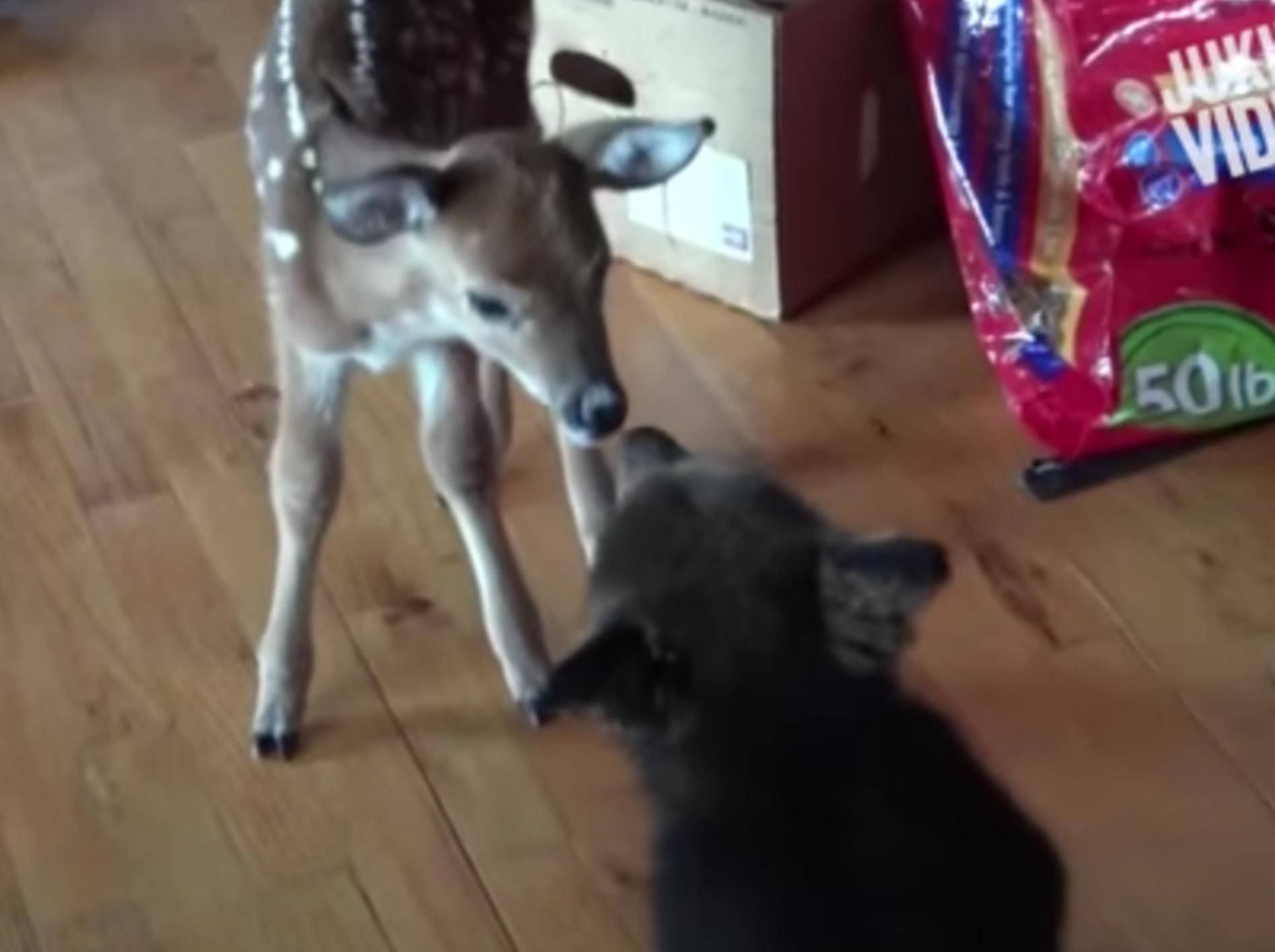 Die zwei Tierbabys werden sicherlich gute Freunde – YouTube / JukinVideo