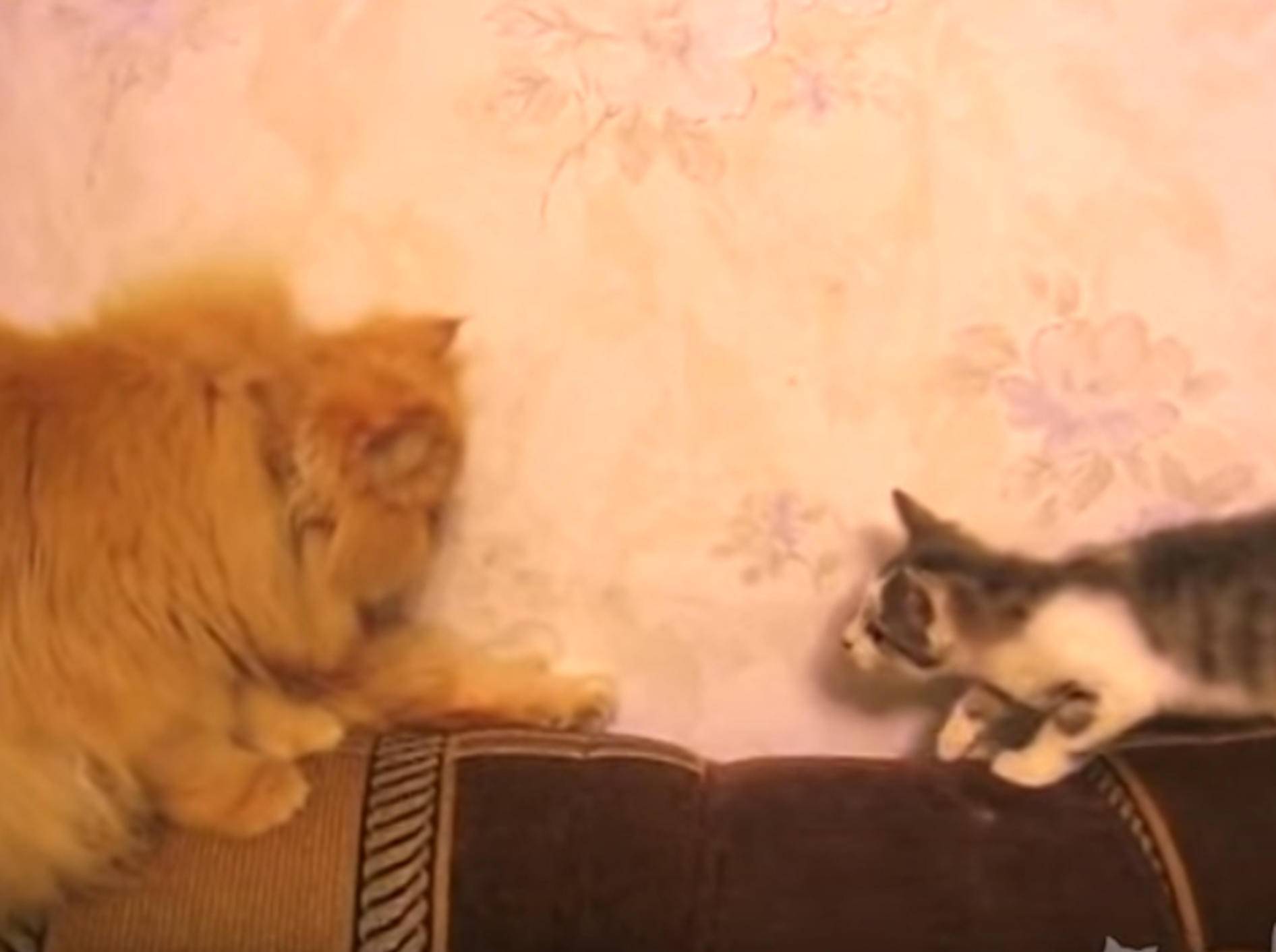 Kätzchen will mit großem Kumpel spielen und bekommt eins auf die Zwölf - YouTube / ignoramusky