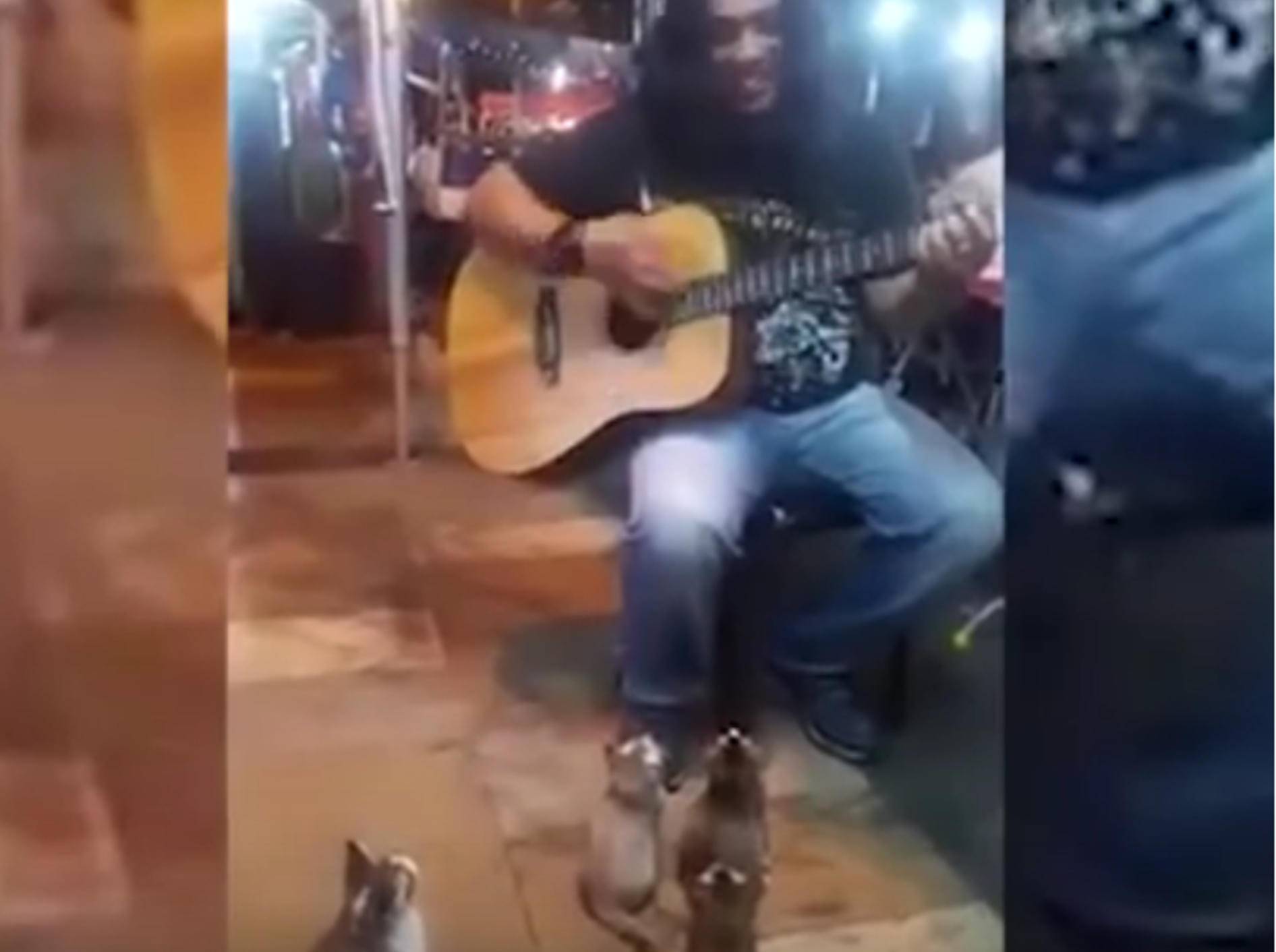 Straßenmusiker hat herzallerliebstes Kätzchen-Publikum - YouTube / Sami Hussein