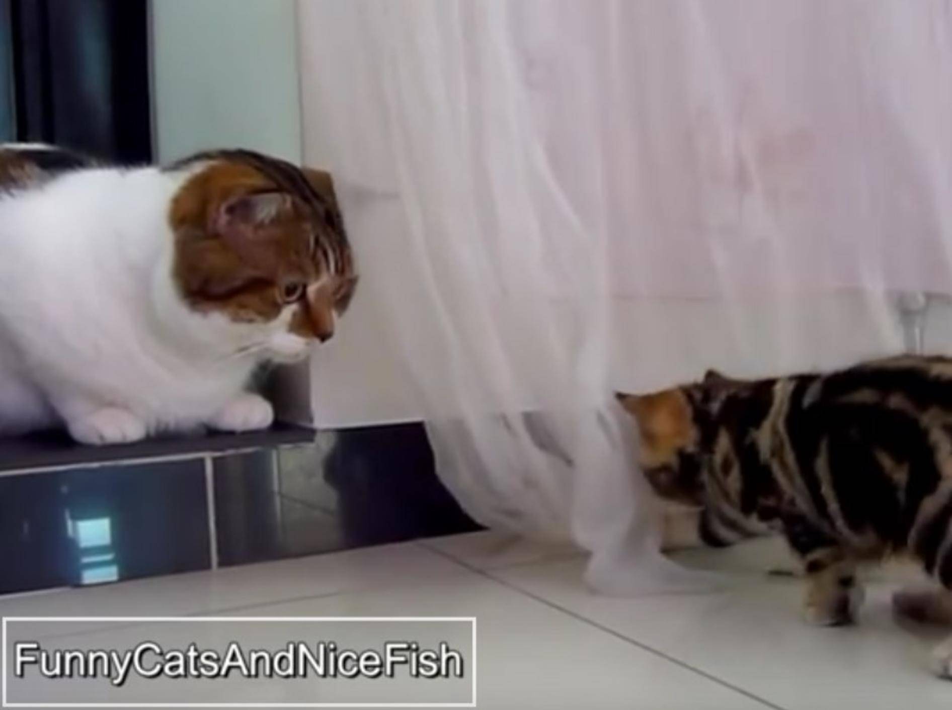 Das Spiel zwischen den zwei Katzen klappt noch nicht ganz so gut – YouTube / Funnycatsandnicefish