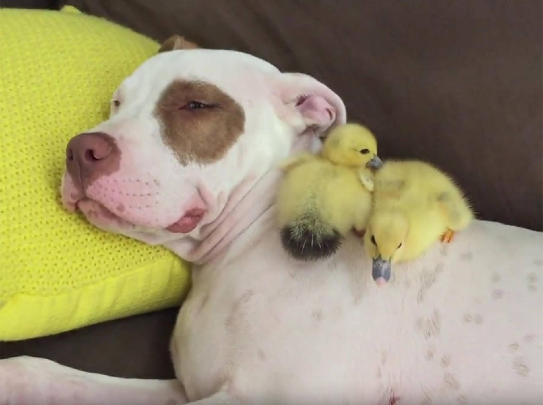 Hund Patty Cakes kuschelt mit Entenküken auf dem Sofa – YouTube / Rumble Viral