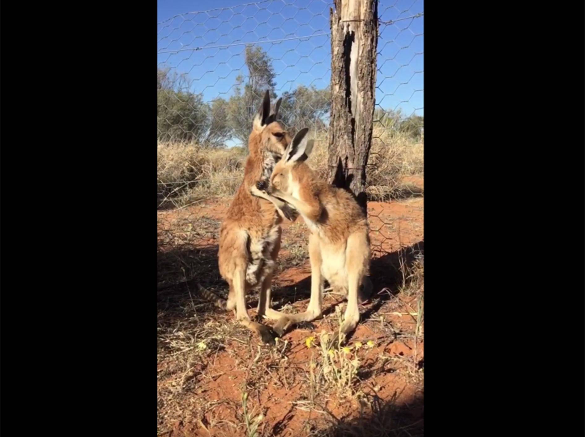 Zwei Baby-Kängurus putzen sich gegenseitig – YouTube / ViralHog