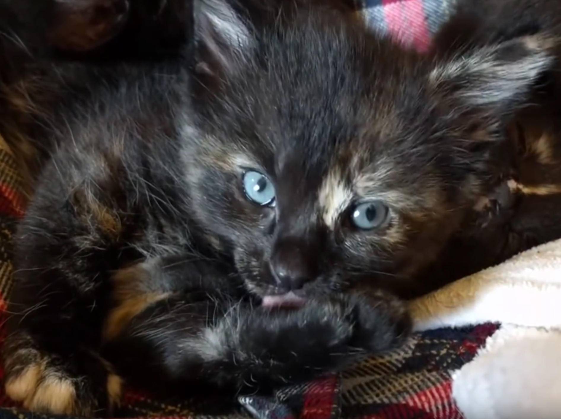 Schildpatt-Kätzchen Apple bei der "Pfotiküre" – YouTube / Kitten Academy