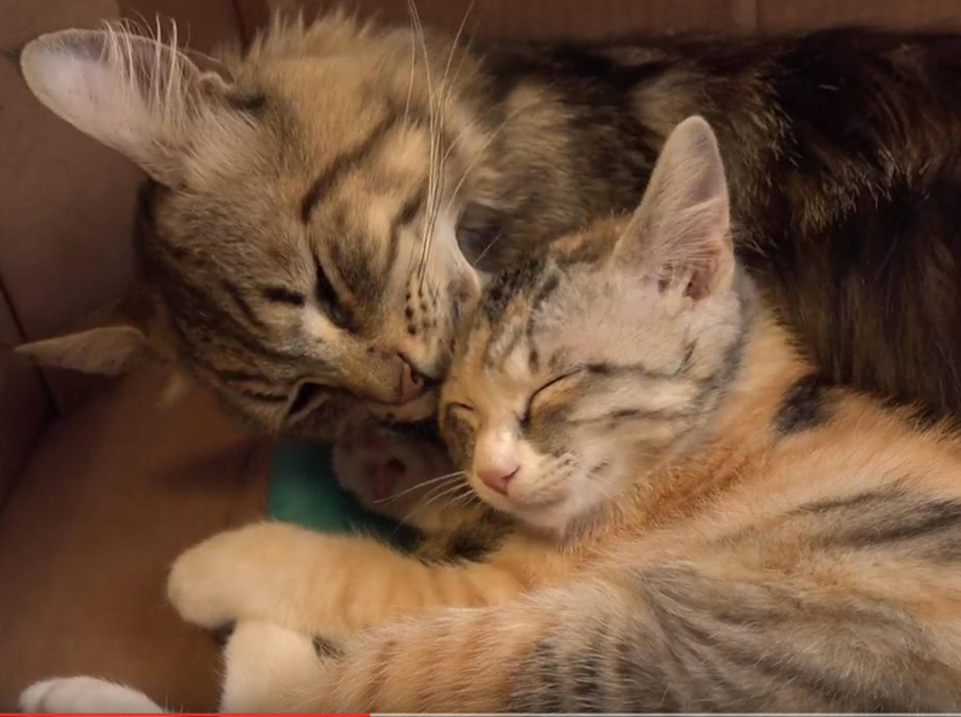 Glückskätzchen Momo und Kater Osamu sind beste Kuschelfreunde – YouTube / 10 Cats.