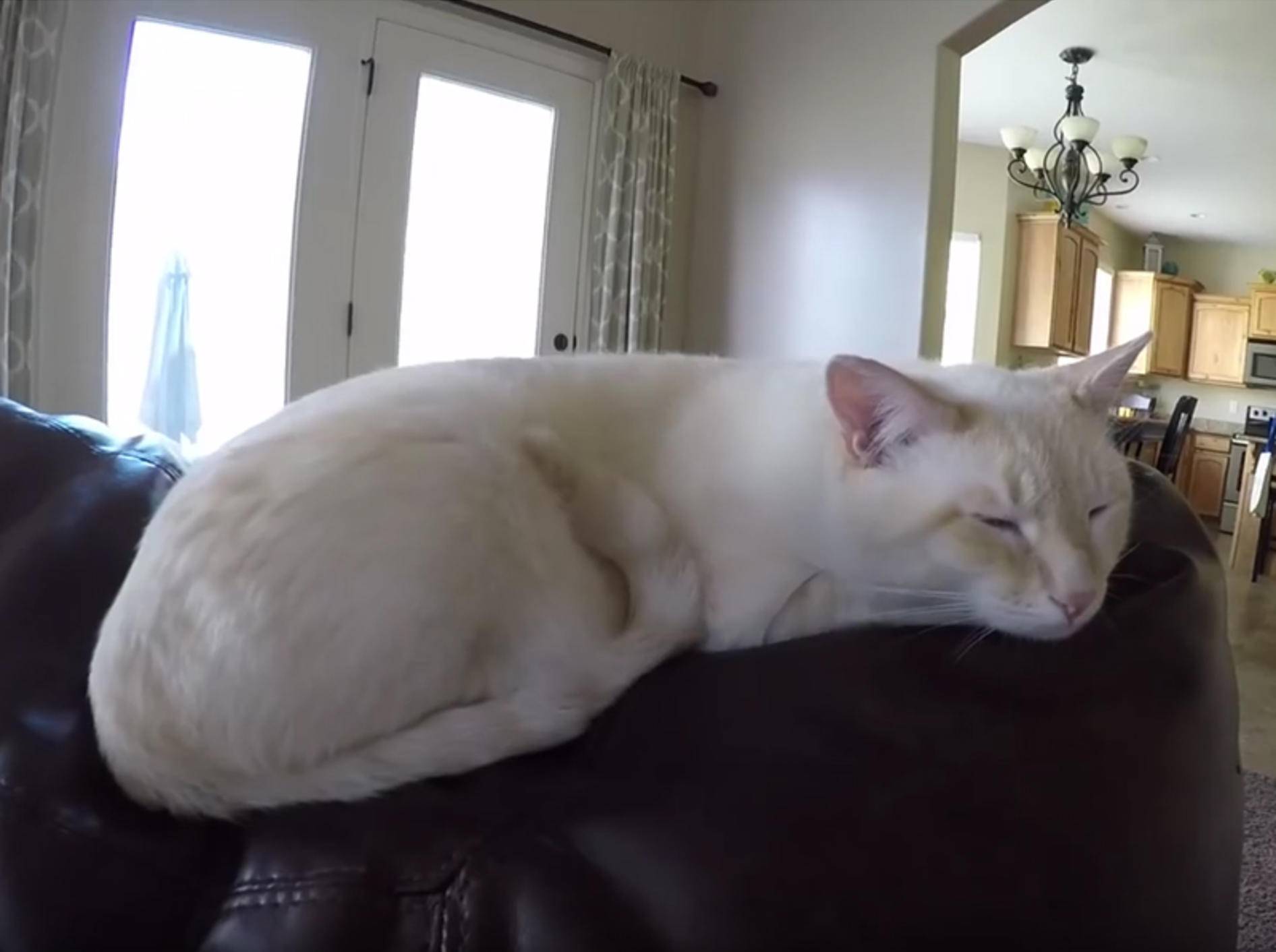 Katerchen Lazarus genießt sein Katzenleben – YouTube / Frozen Kitten