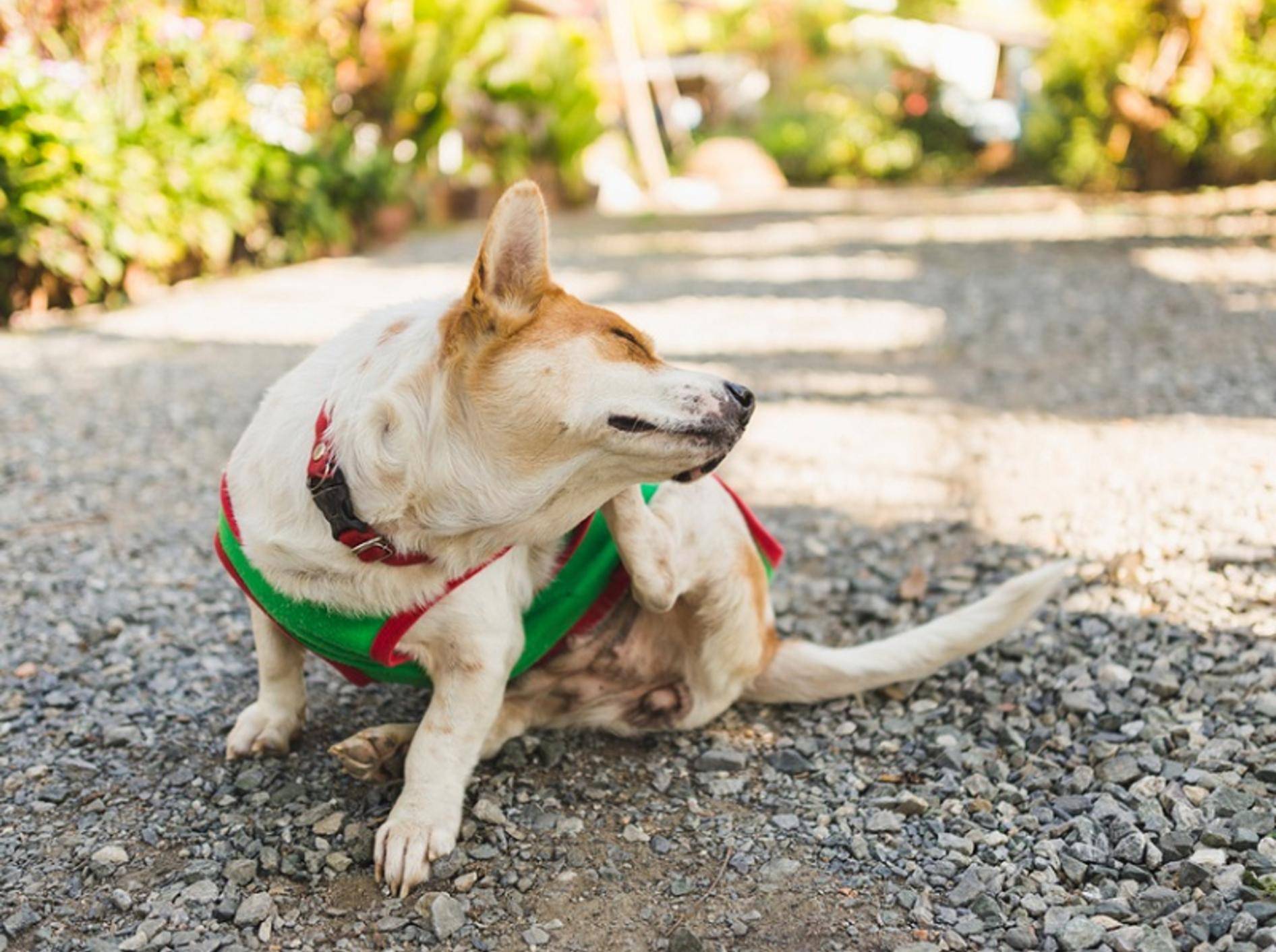 Sich ab und zu mal zu kratzen ist beim Hund völlig normal. Hoher Juckreiz hingegen hat unterschiedliche Ursachen – Shutterstock / Natee K Jindakum