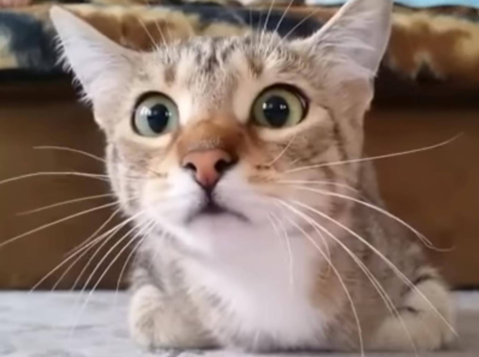 Katze guckt Gruselfilm und findet's spannend – Youtube / RM Videos