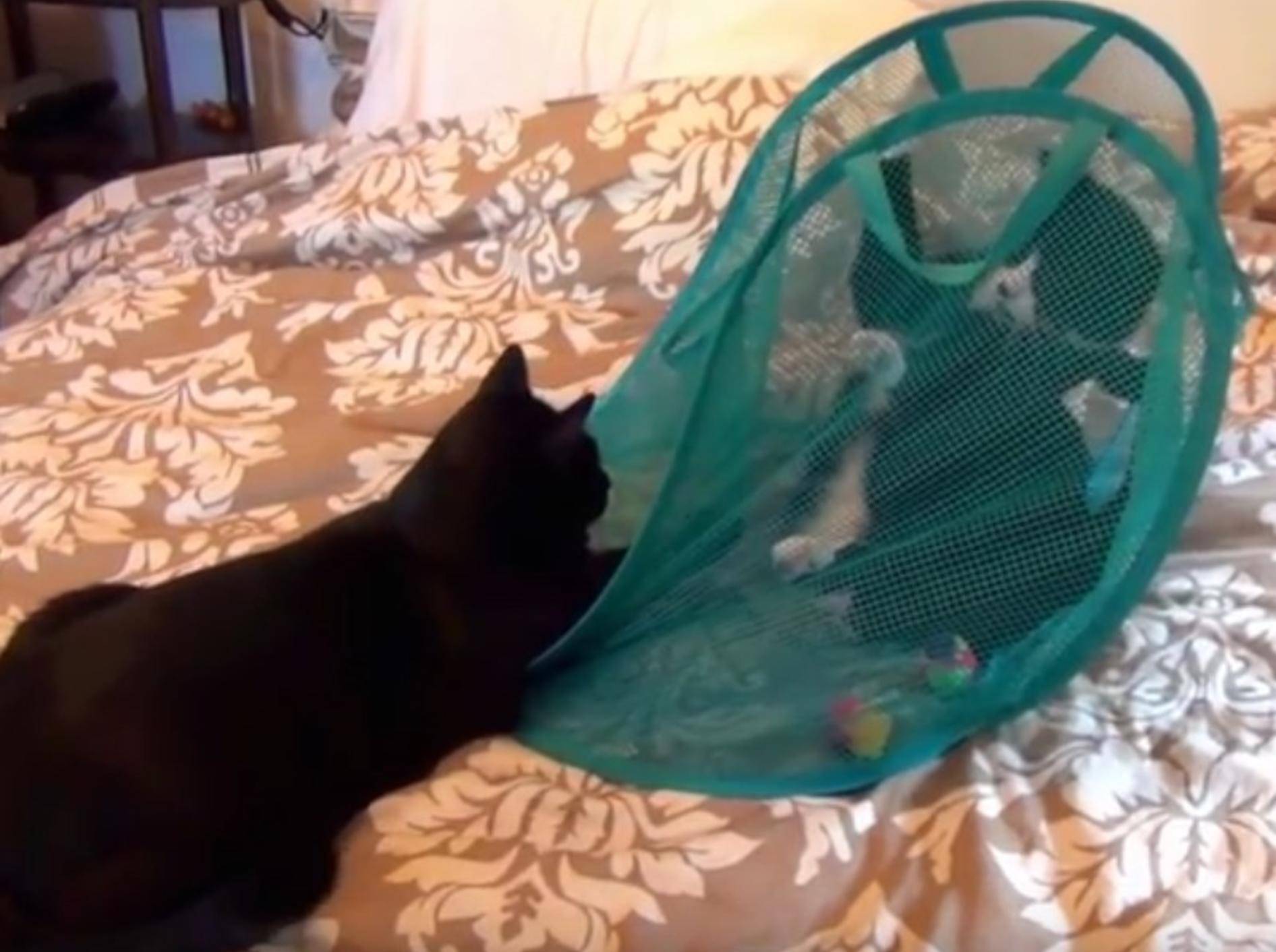 Katzen können auf einem Bett offenbar allerhand anstellen – YouTube / DrNworb's KitsCats