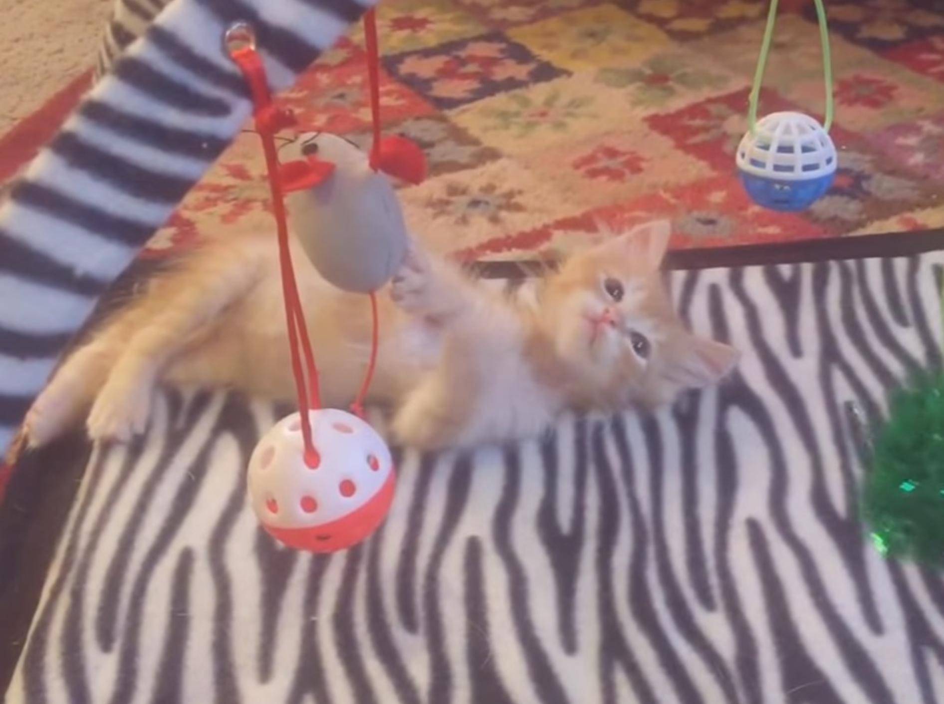 Rotes Tigerkätzchen Boris liebt sein Spielzeug – Youtube / foster kittens