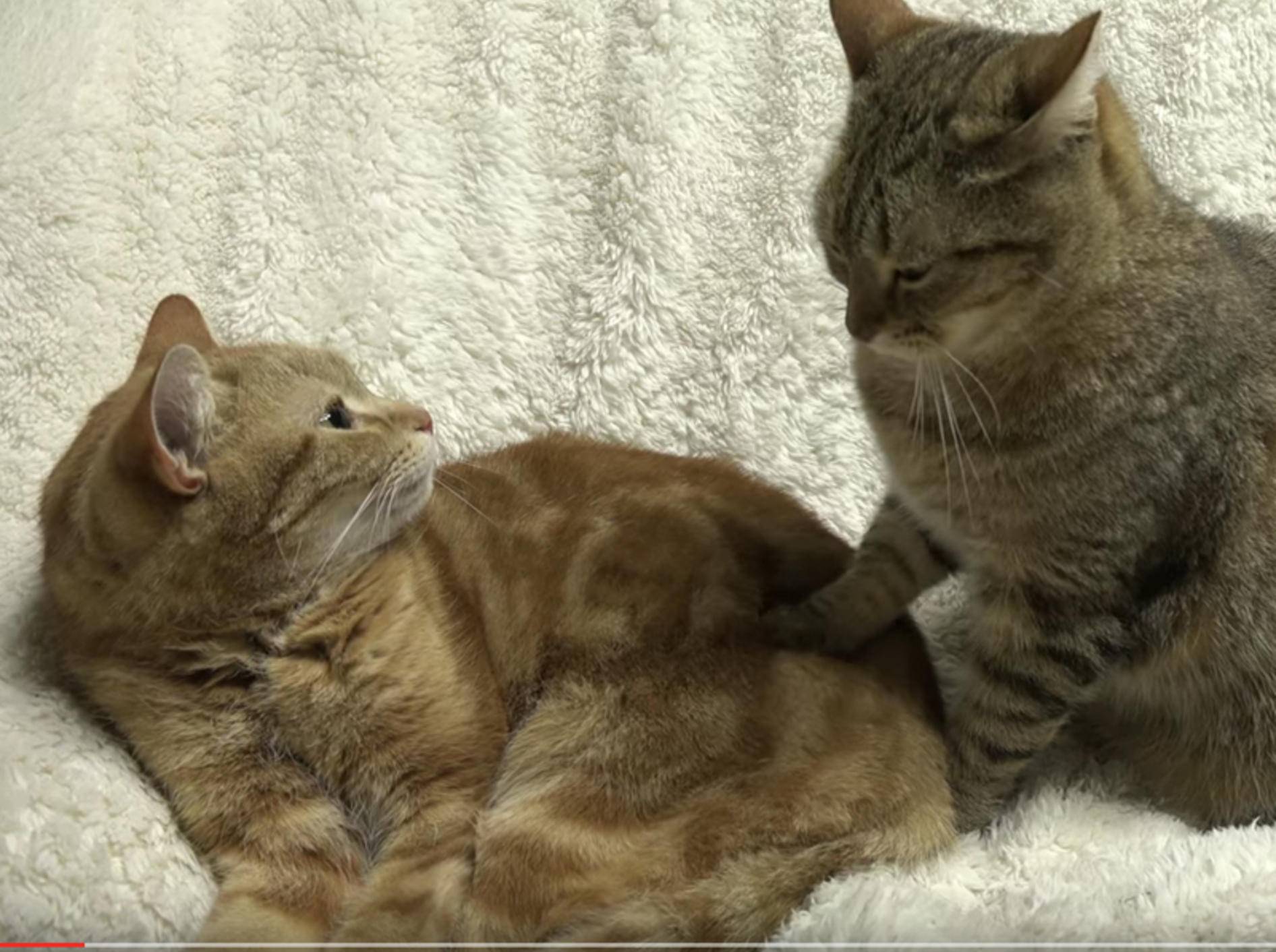 Katze May gibt ihrem Papa liebevolle Katzenmassage – YouTube/10 Cats.